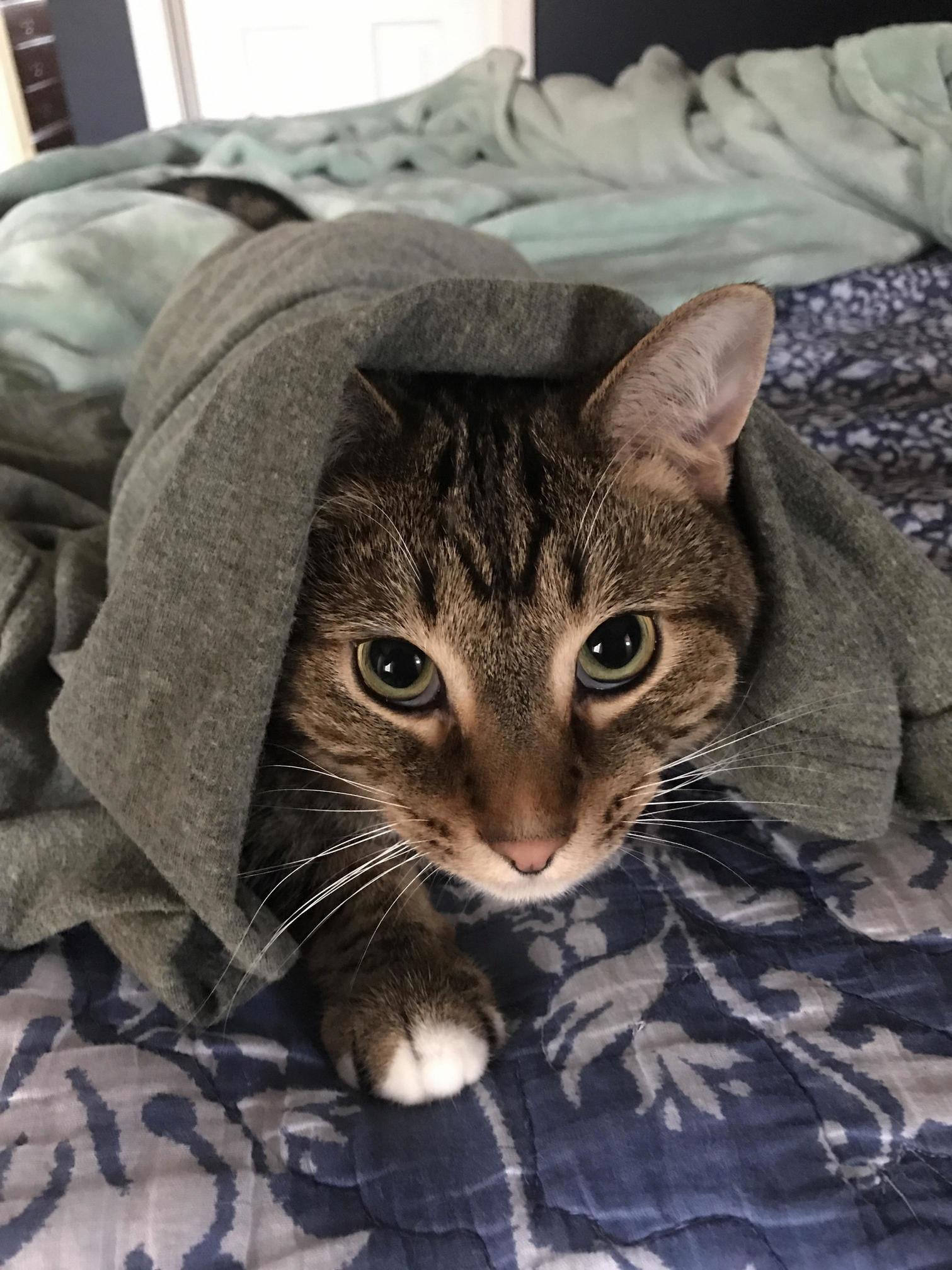 Leopold Was on the Prowl While I Was Getting Ready This Morning.