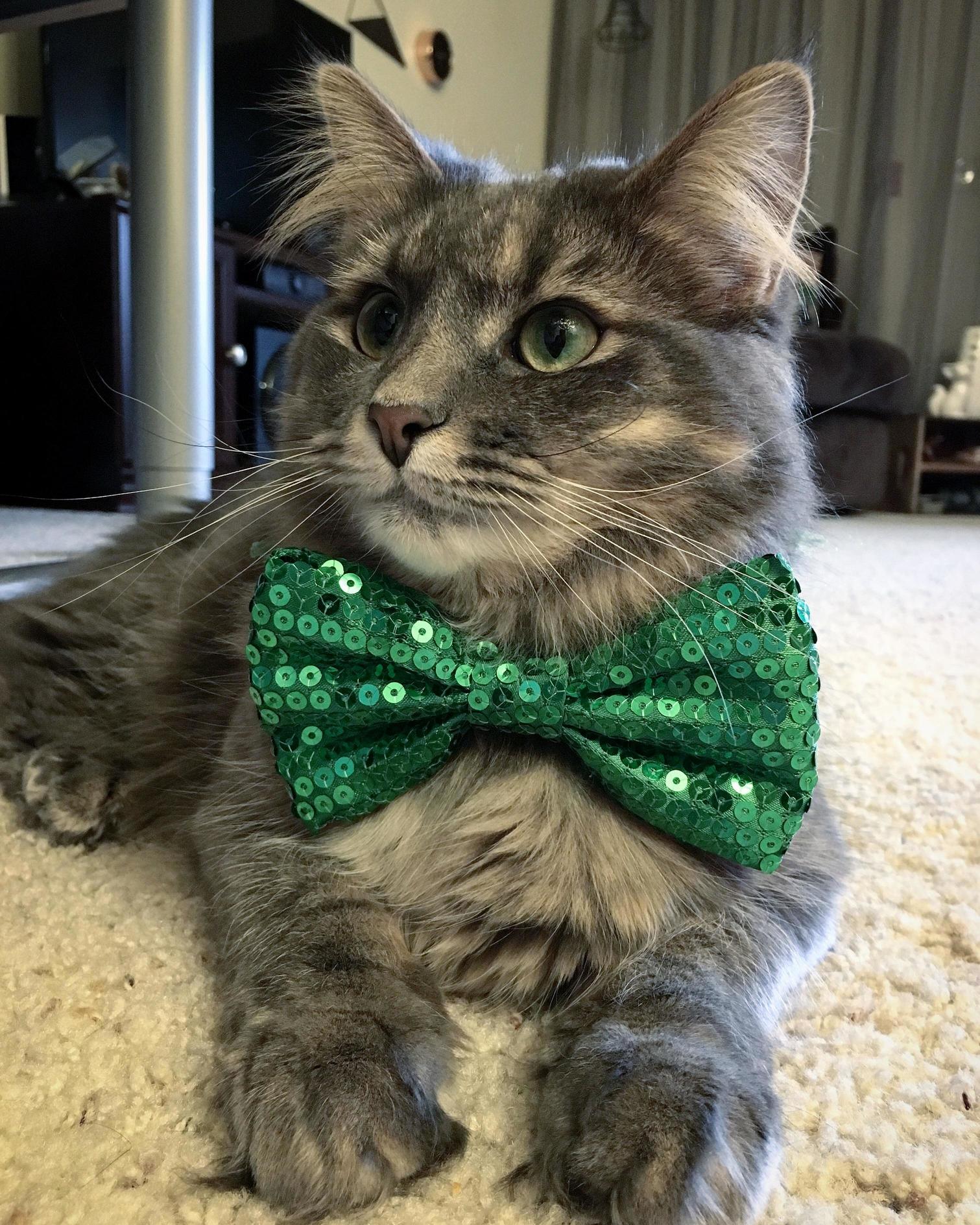 Lepurrrchaun