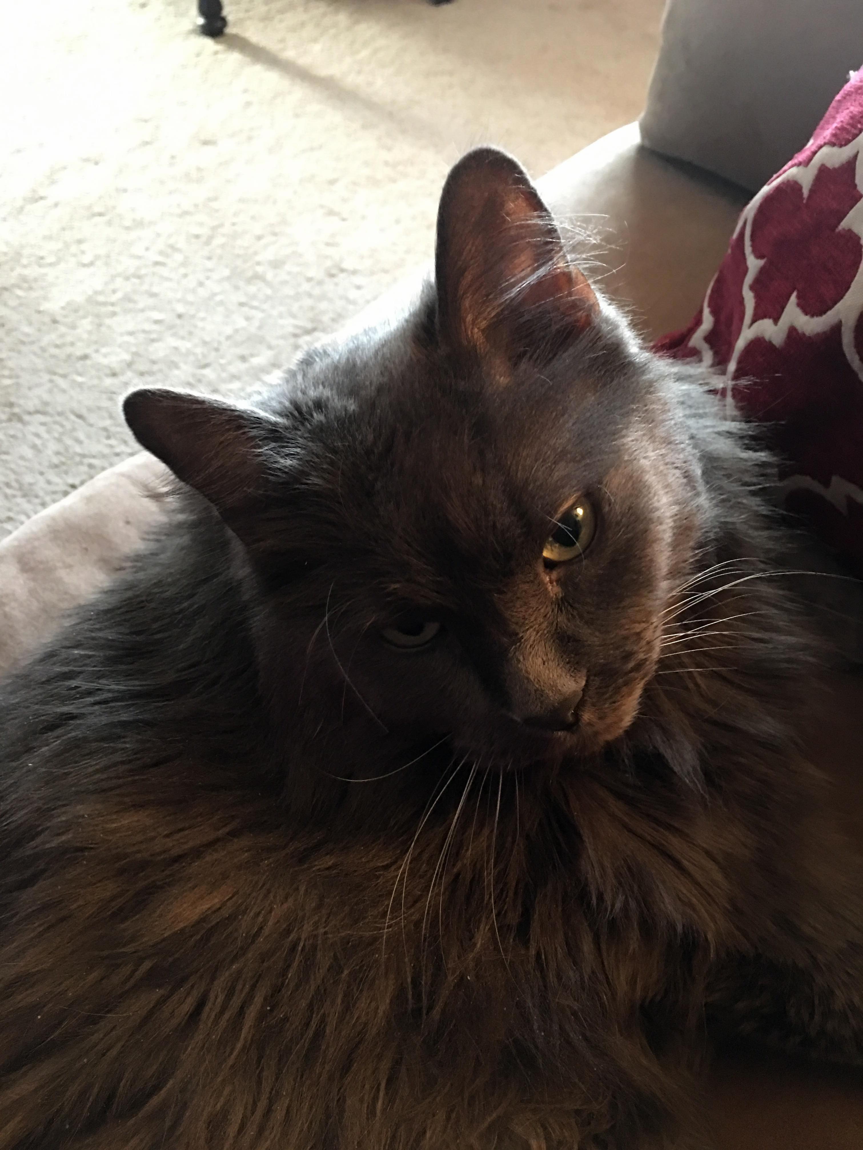 Less Talking More Petting.
