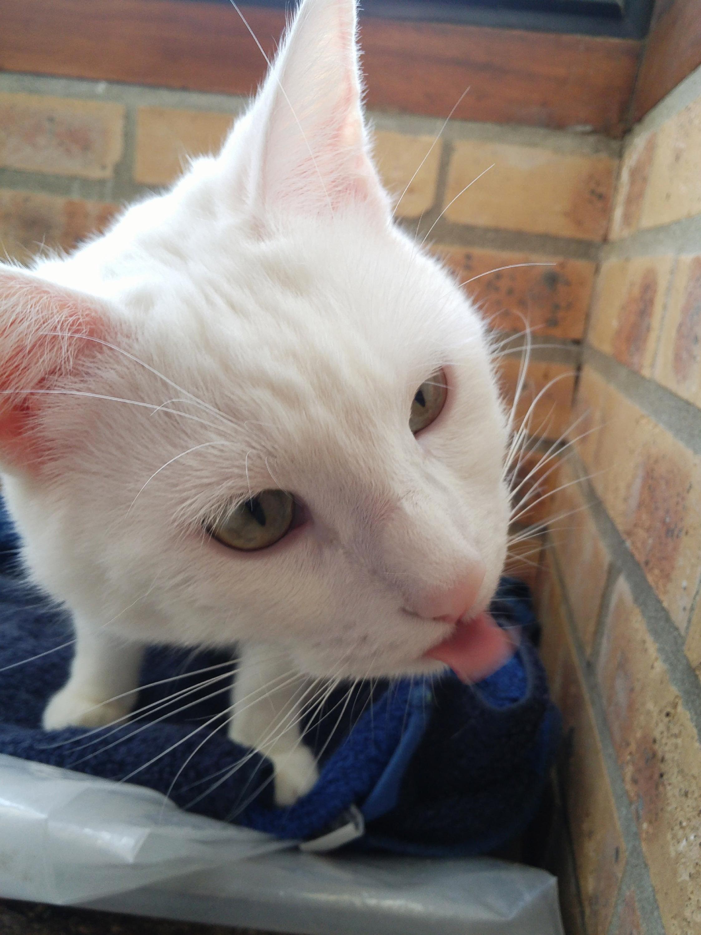 Lick