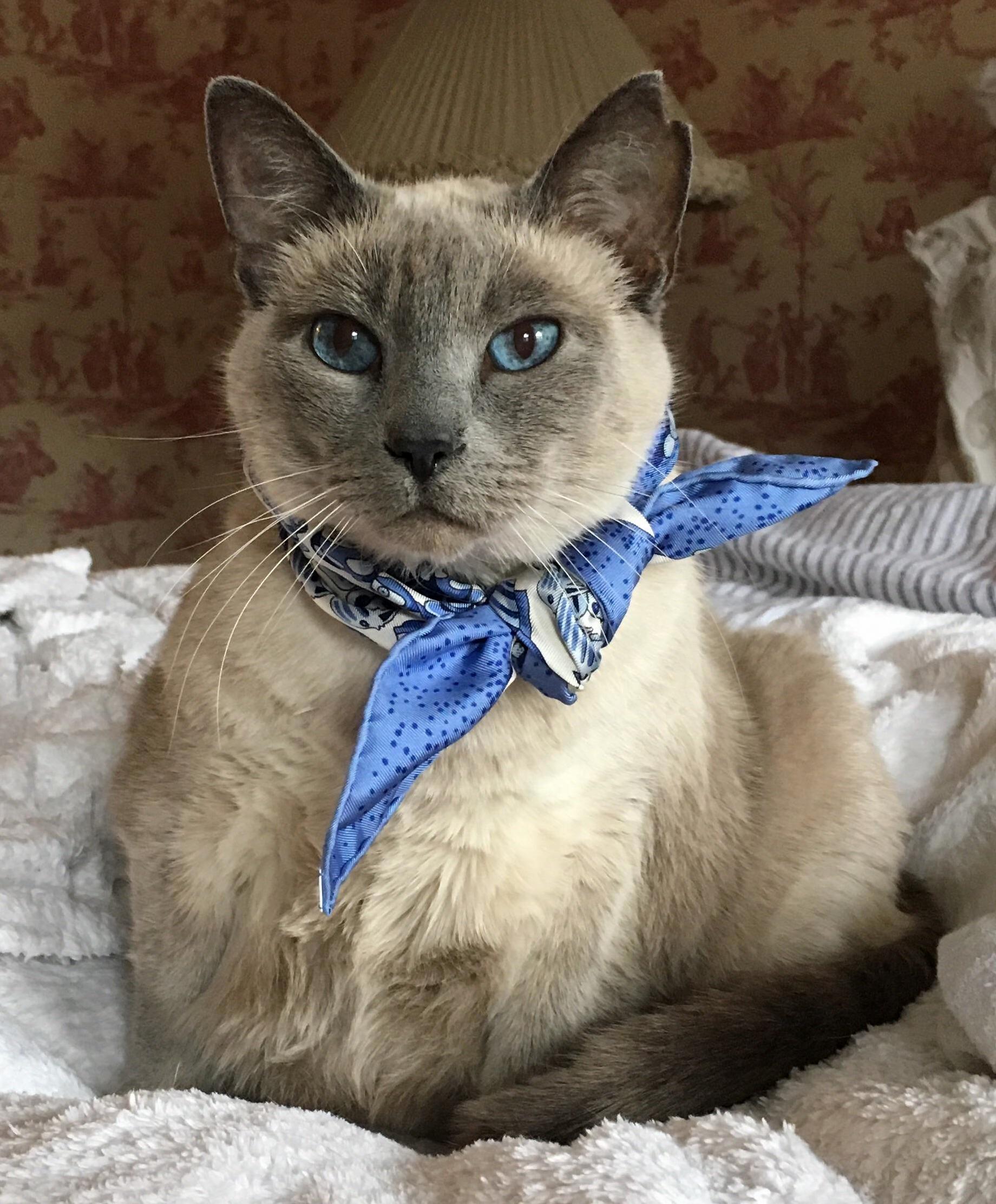 Lili Poses Her Herms Scarf