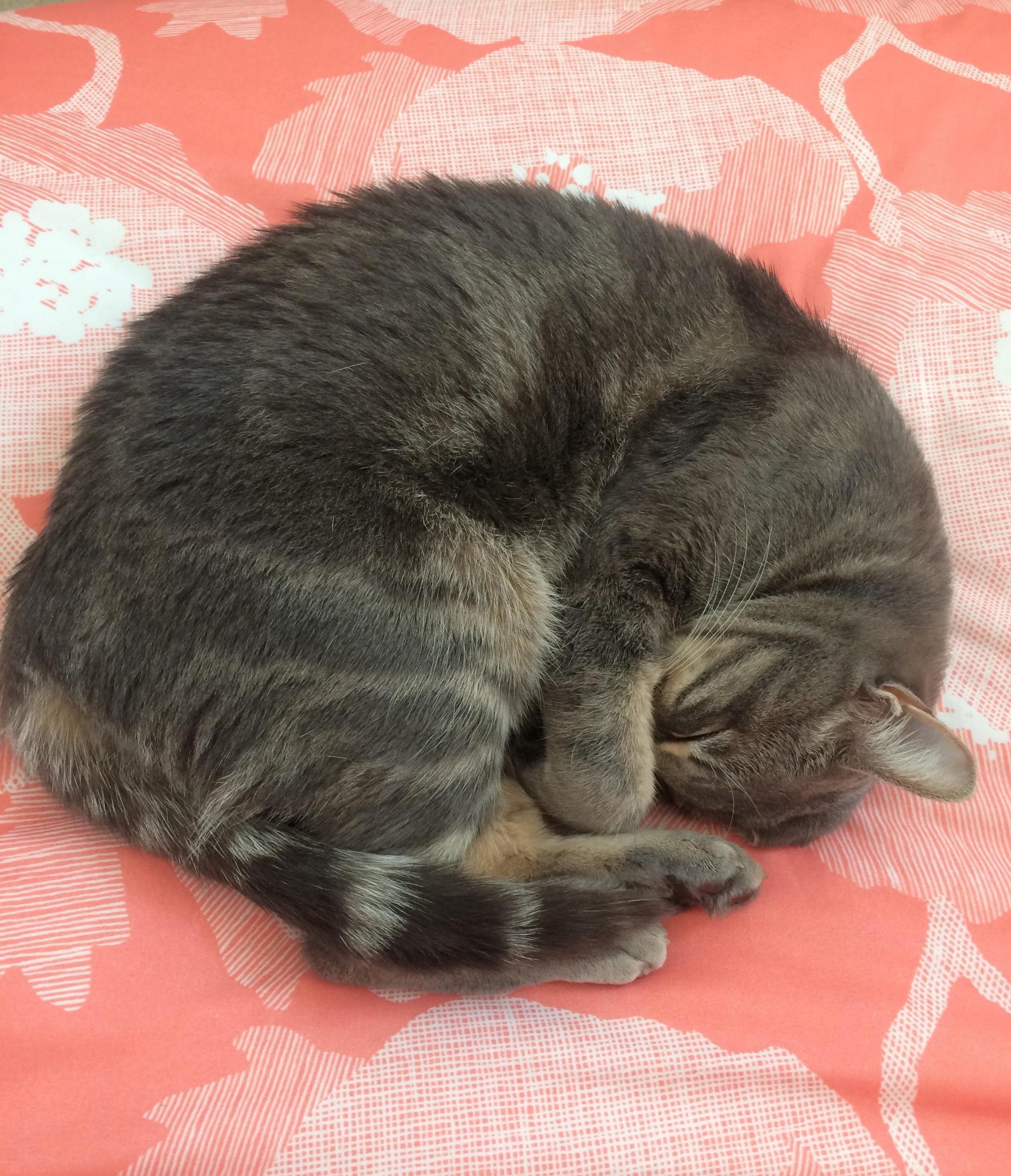 Lily Taking an Afternoon Catnap