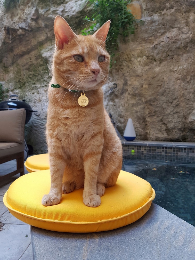 Little Neko Looking Cute on the New Patio Cushions