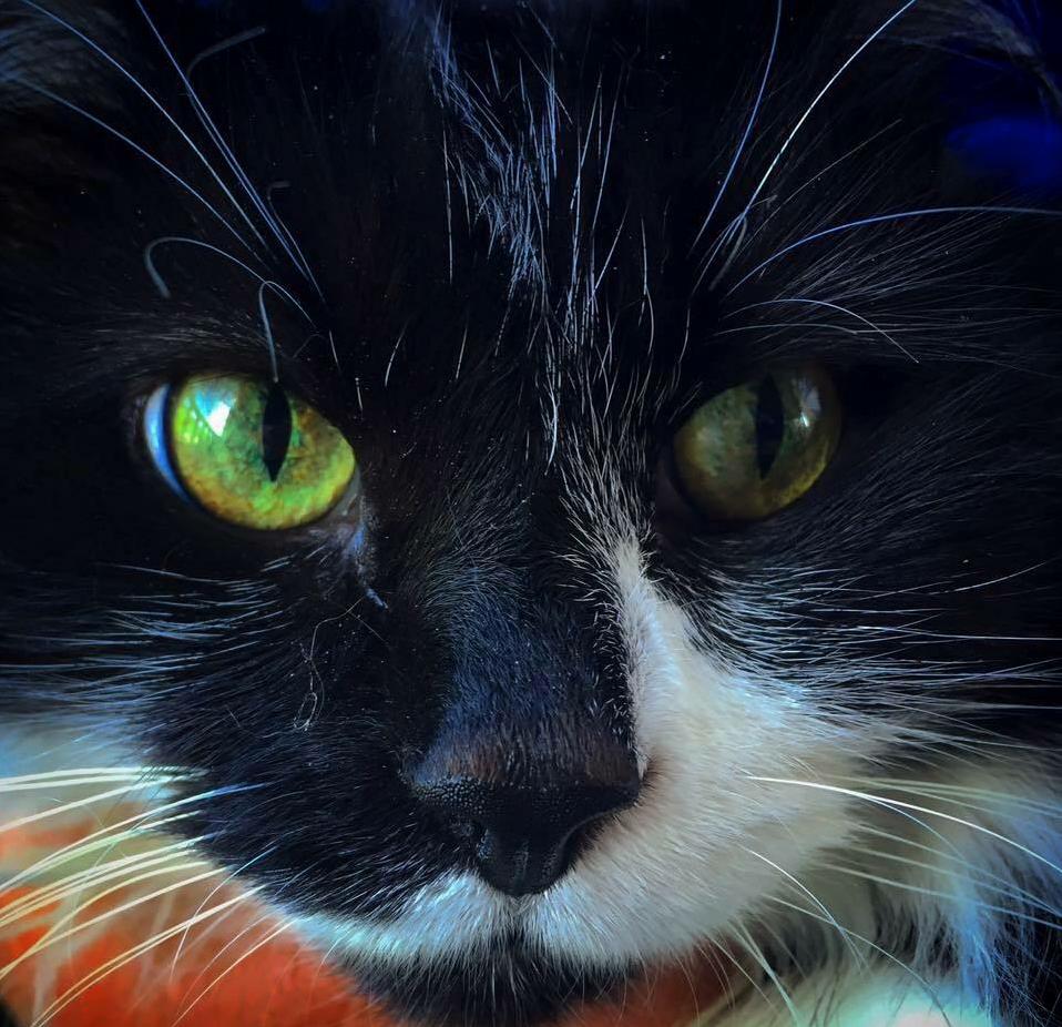 Lizzy the Green Eyed Beauty.