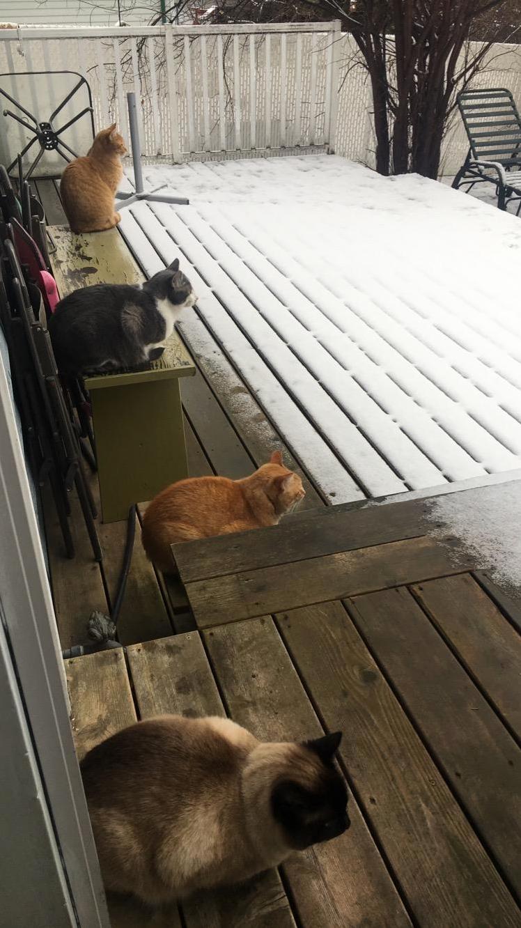 Loaves Vs. Wall of Snow a Standoff