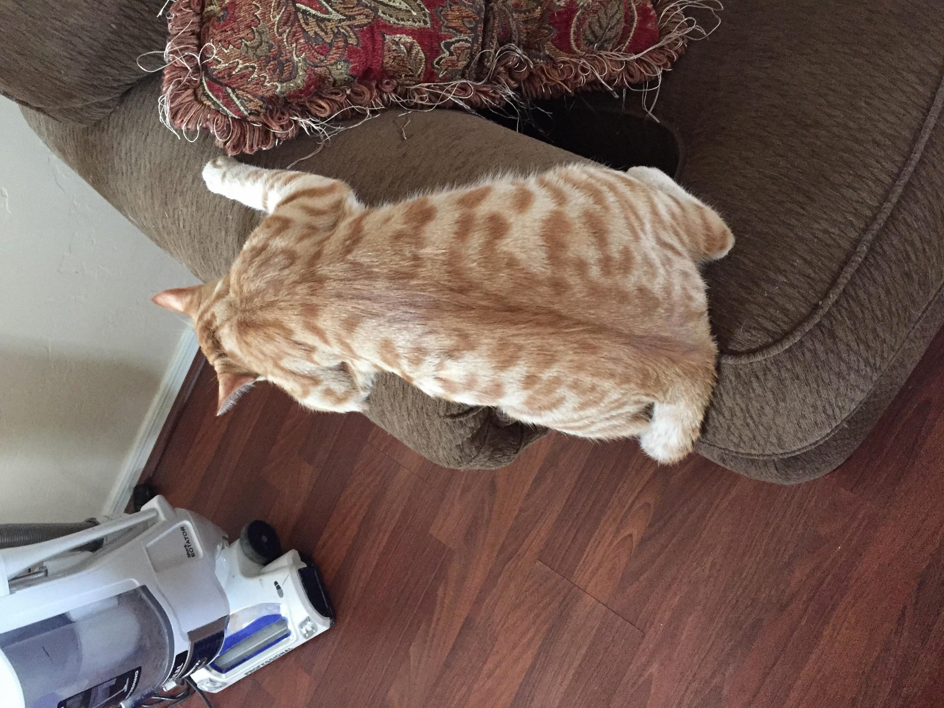 Loki Has Beautiful Markings.