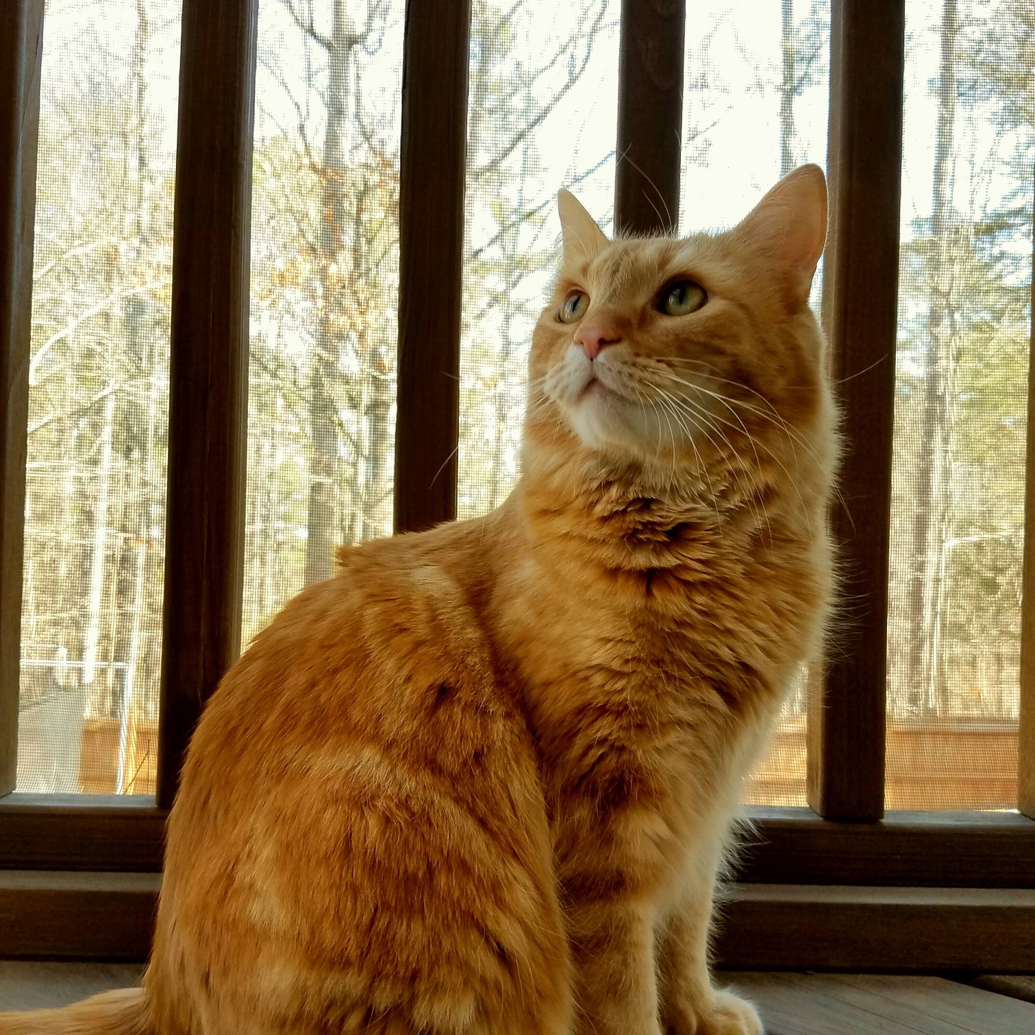 Look at This Beautiful Beast