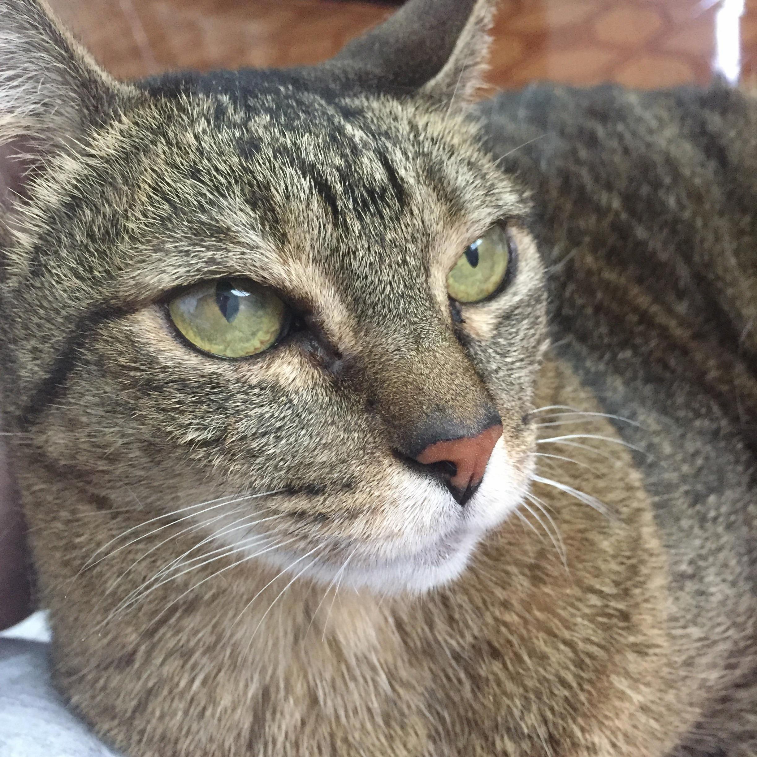 Look at This Cute Cat I Met This Week