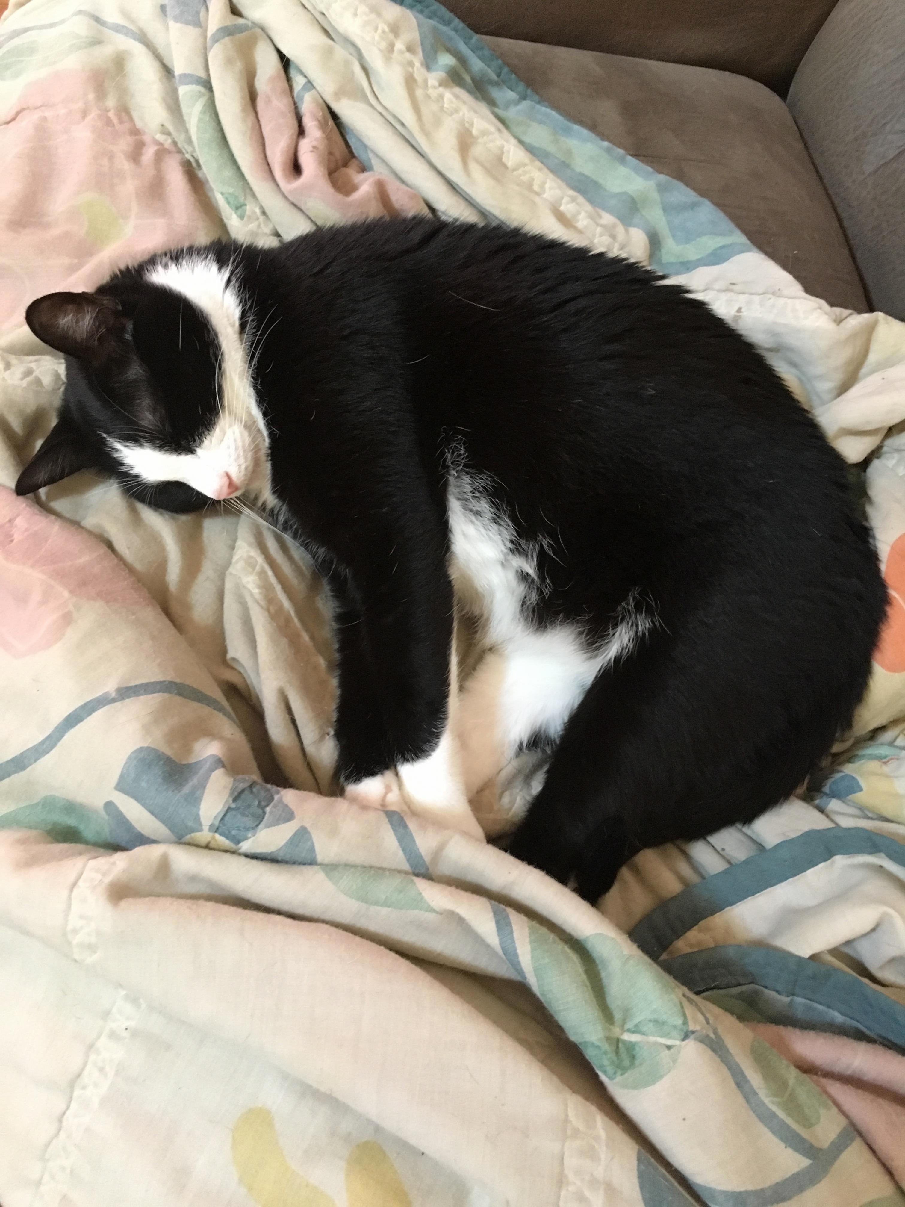 Look at This Spoiled Boy. Bonus Looks So Happy. 3