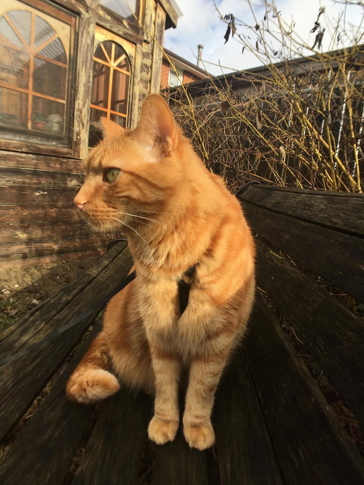 Look How Handsome My Cat Oliver Is When He Sits in the Sunshine X-posted from Rgingerkitty