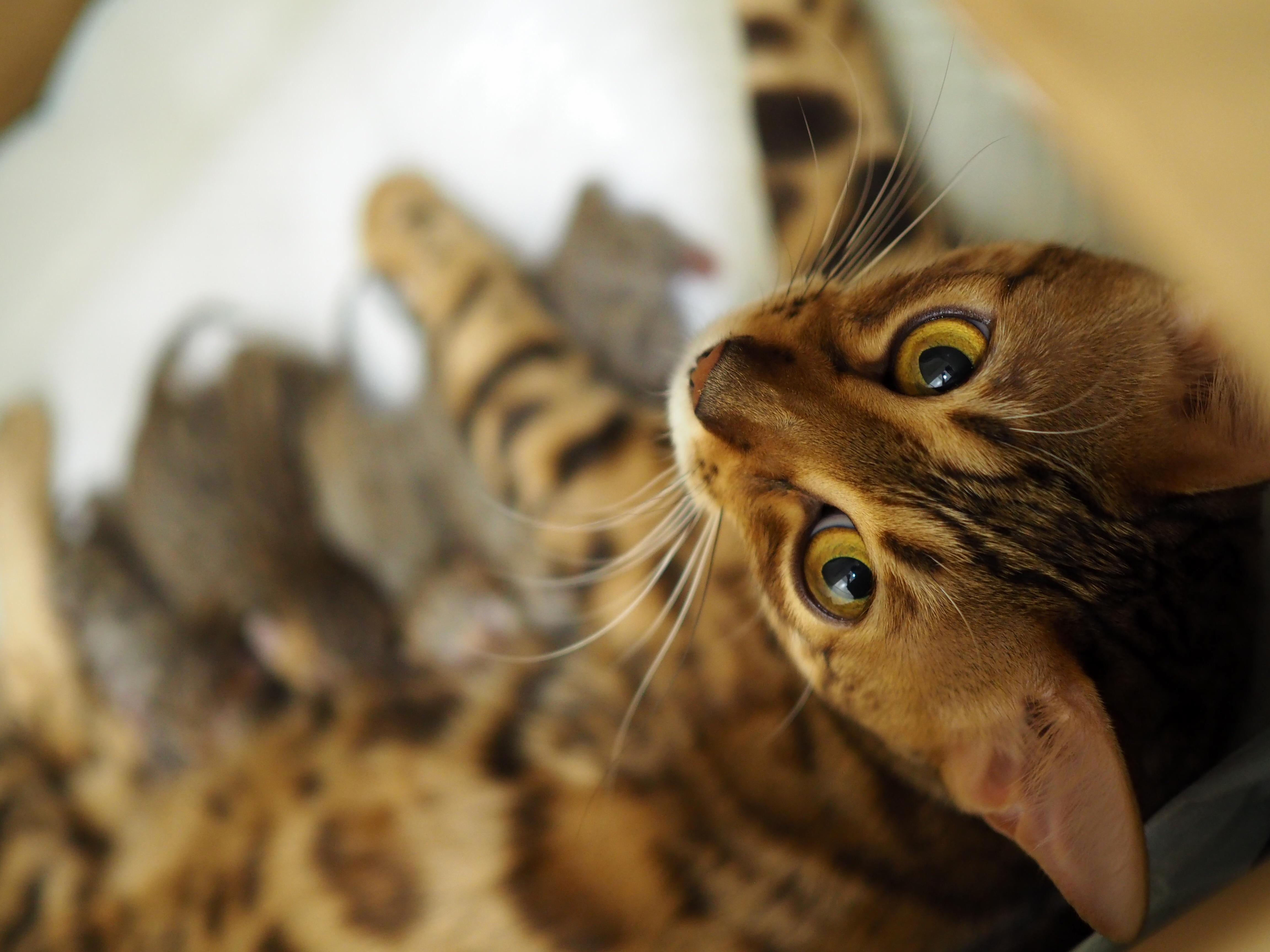 Look Into My Soul...