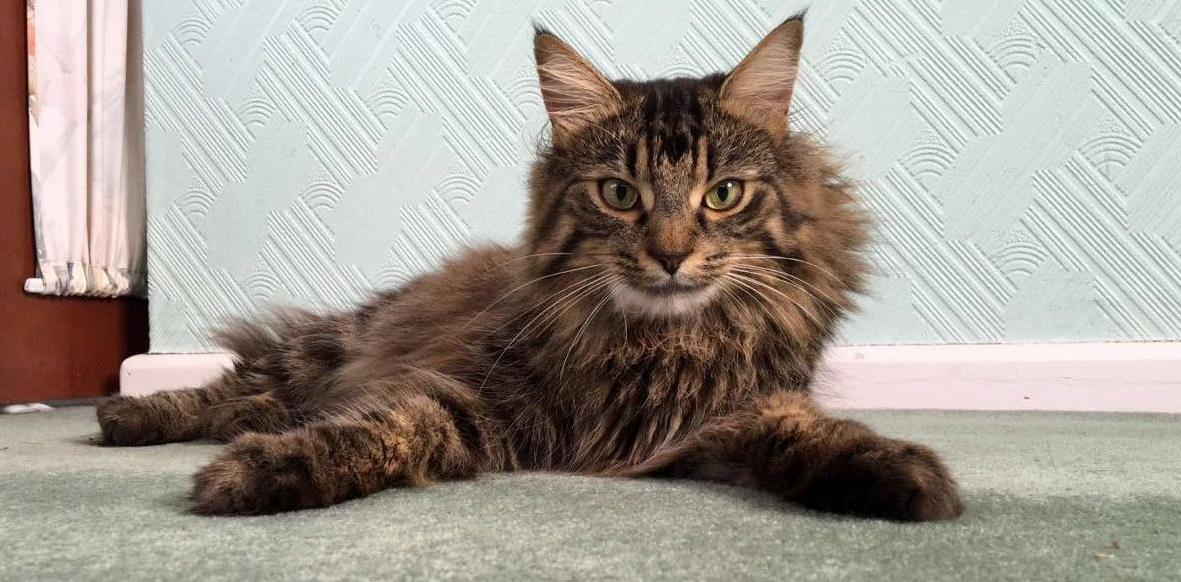 Looking Majestic and Cute As Hell .