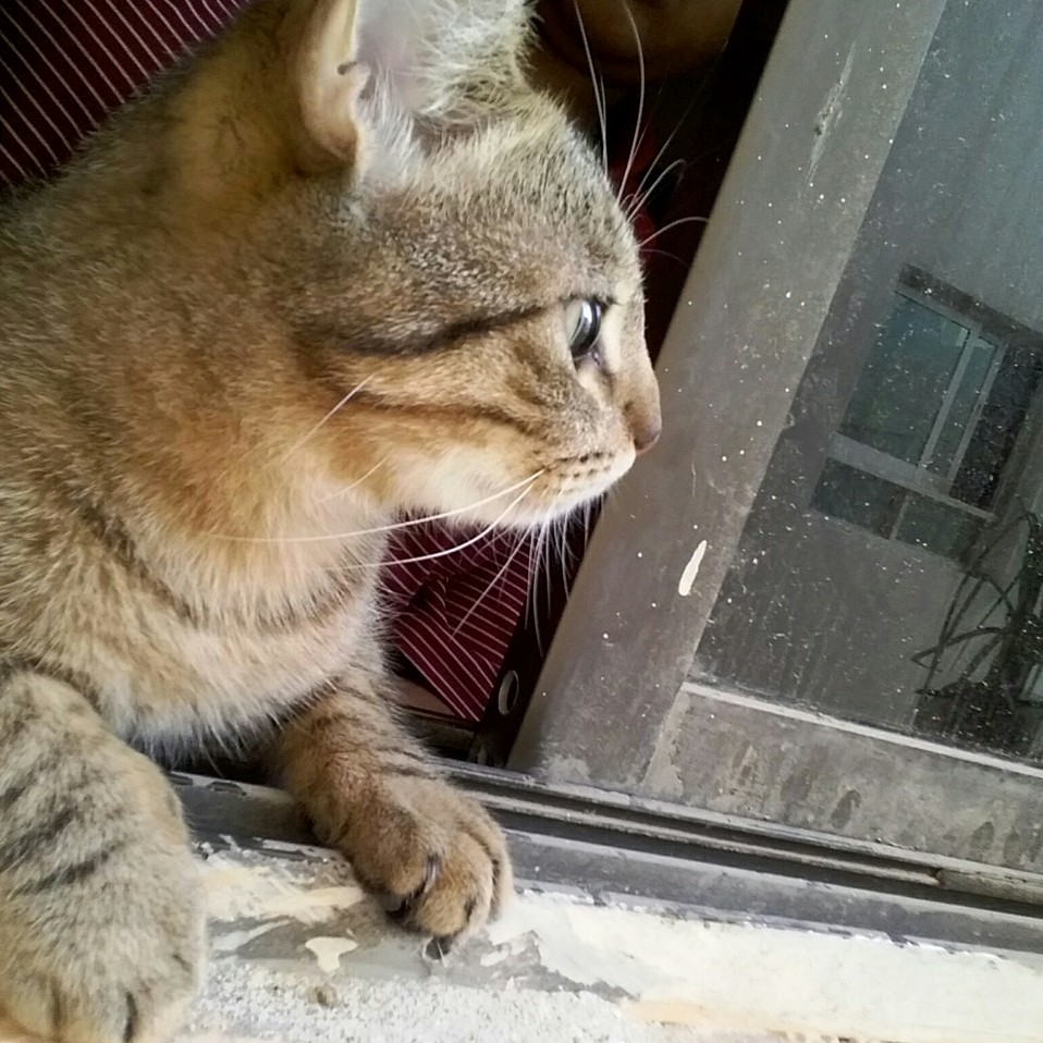 Looking Out the Window.