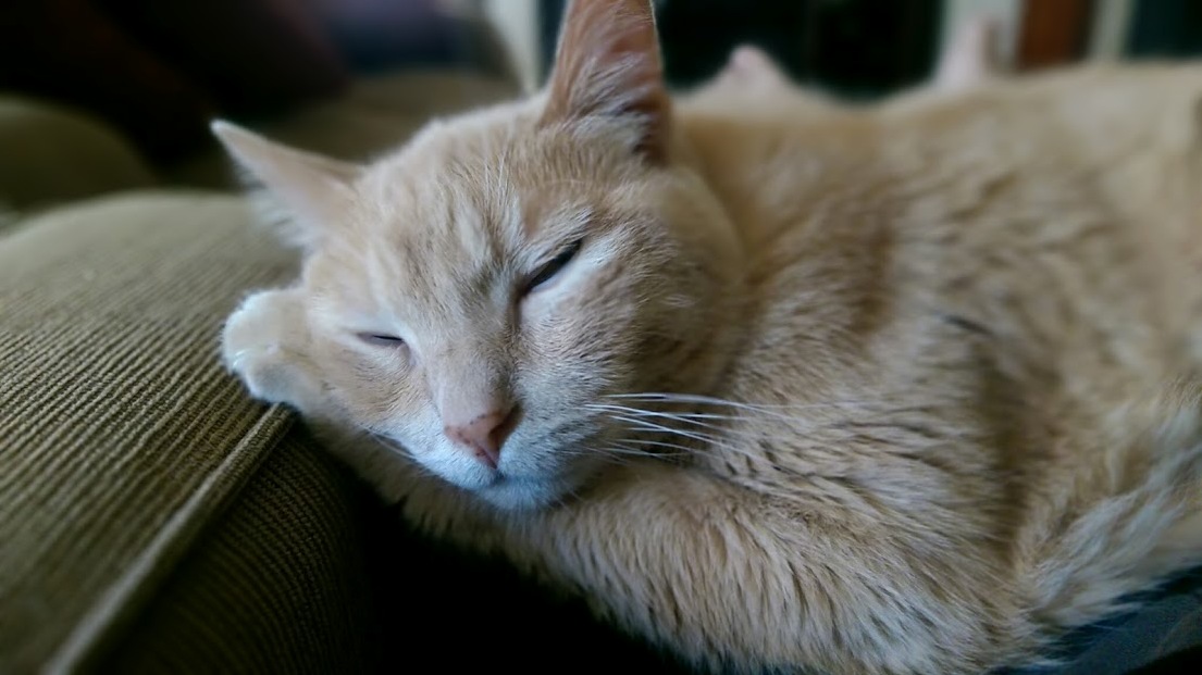Lost My Buddy Angus Yesterday