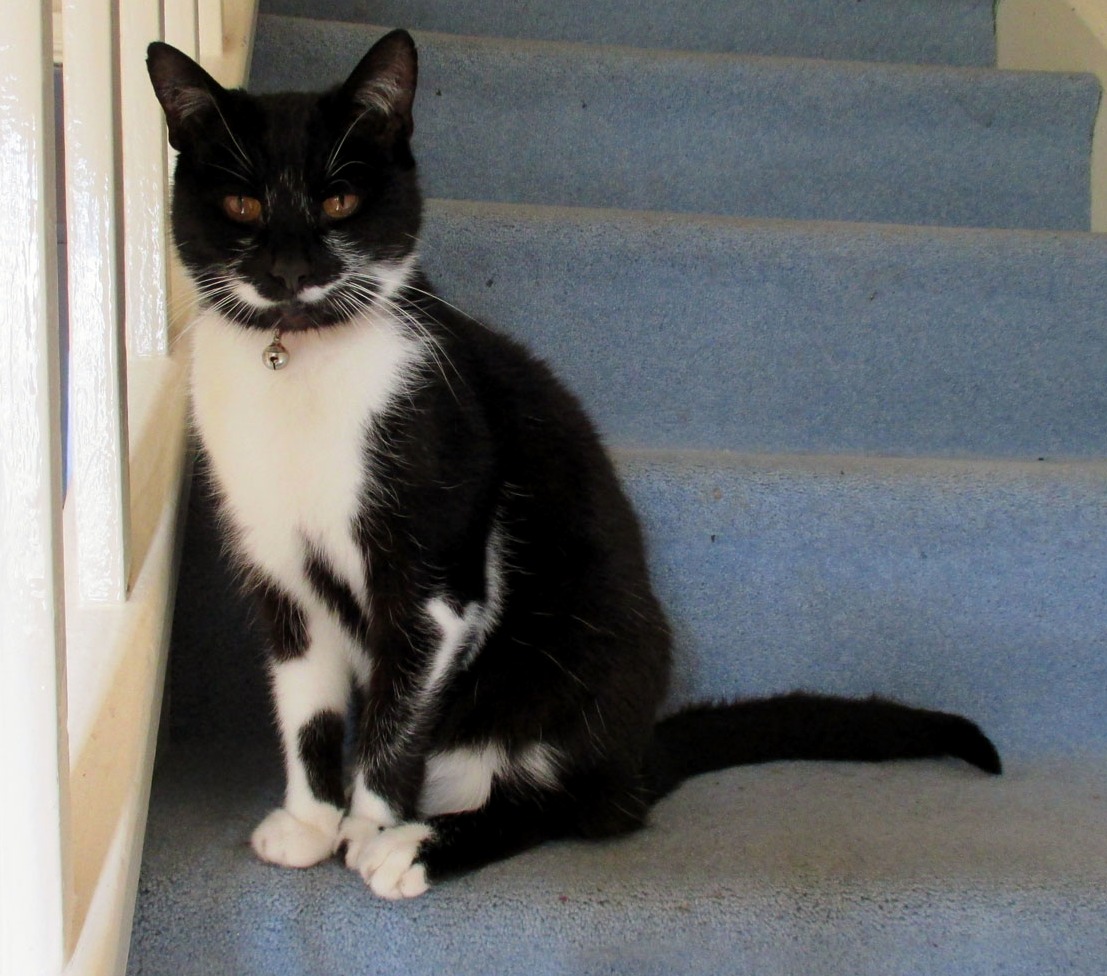 Lost Our 19 Year Old Gentleman Yesterday. Rip Felix We Miss You 3