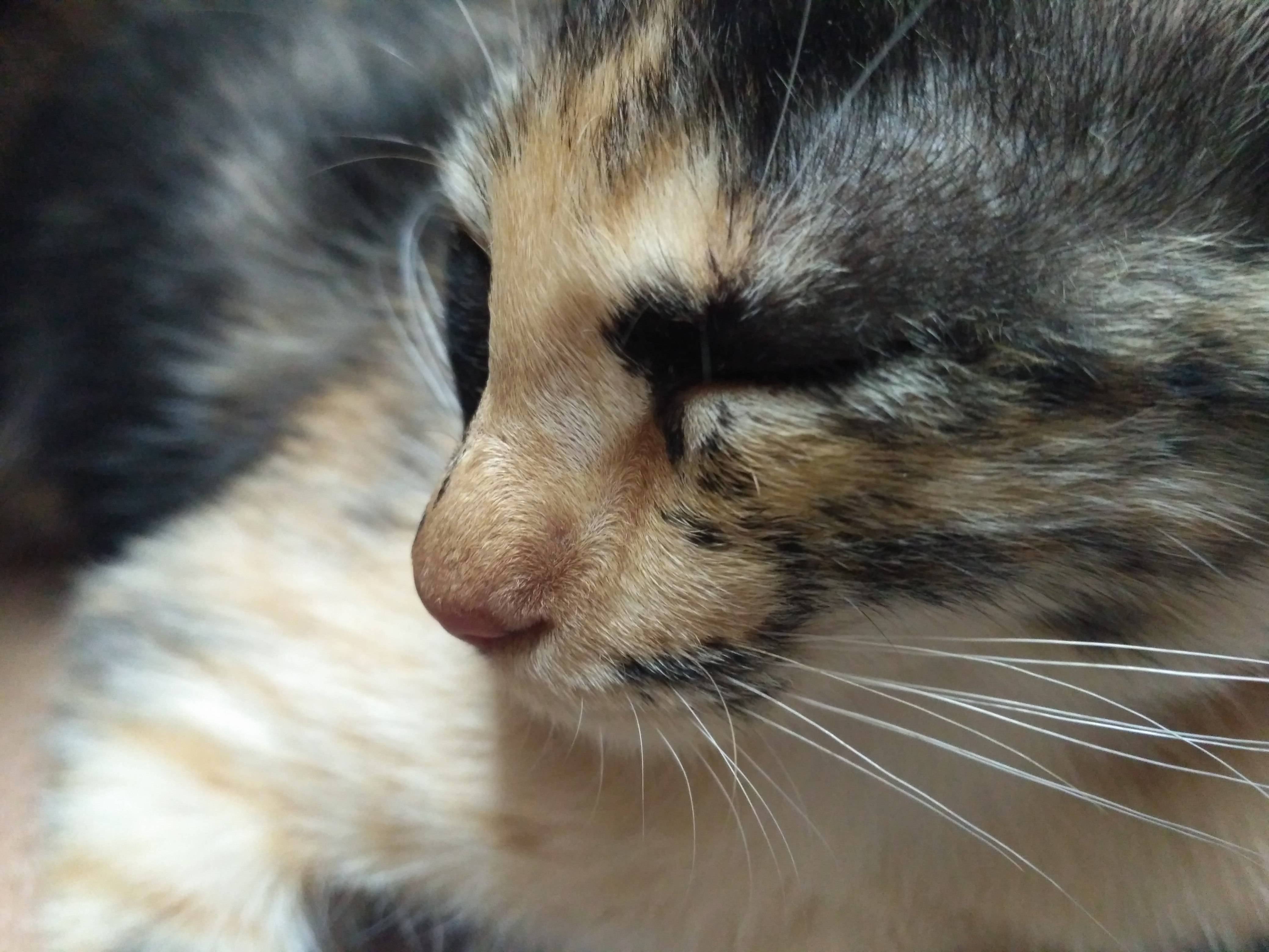 Love the Whorls in Her Fur