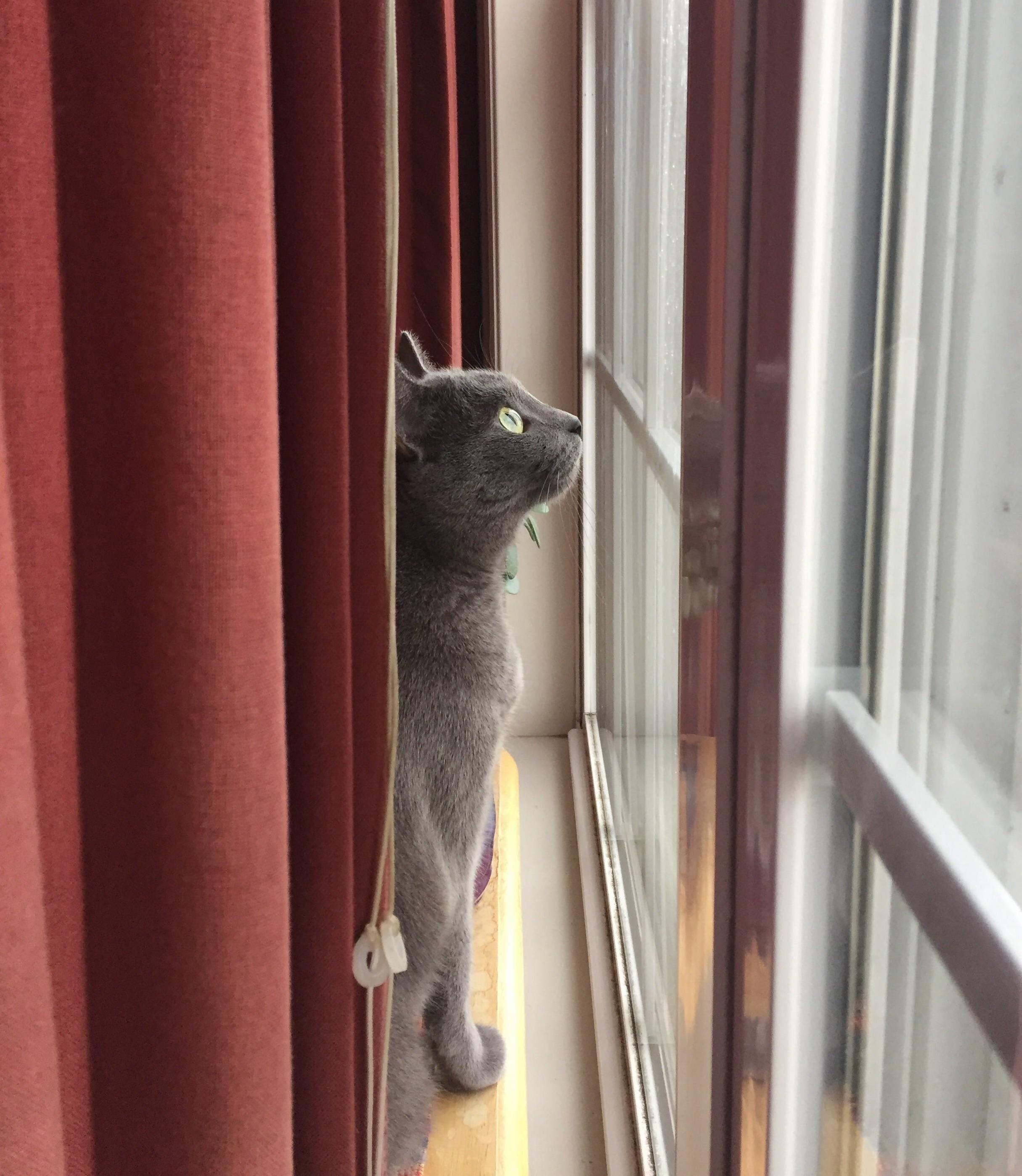 Lucy Watching the Snow Fall