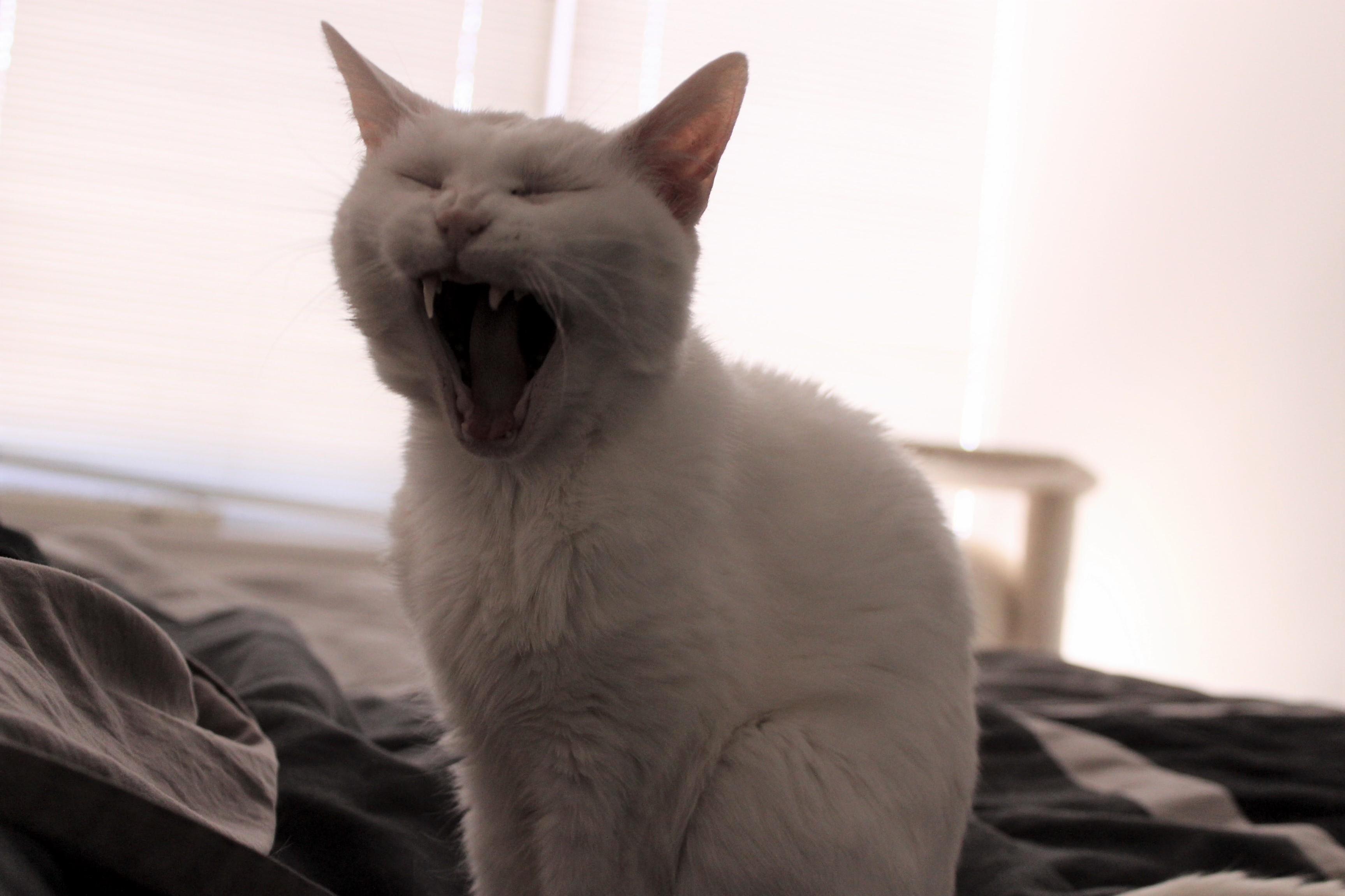 Luna Is a Majestic Beast