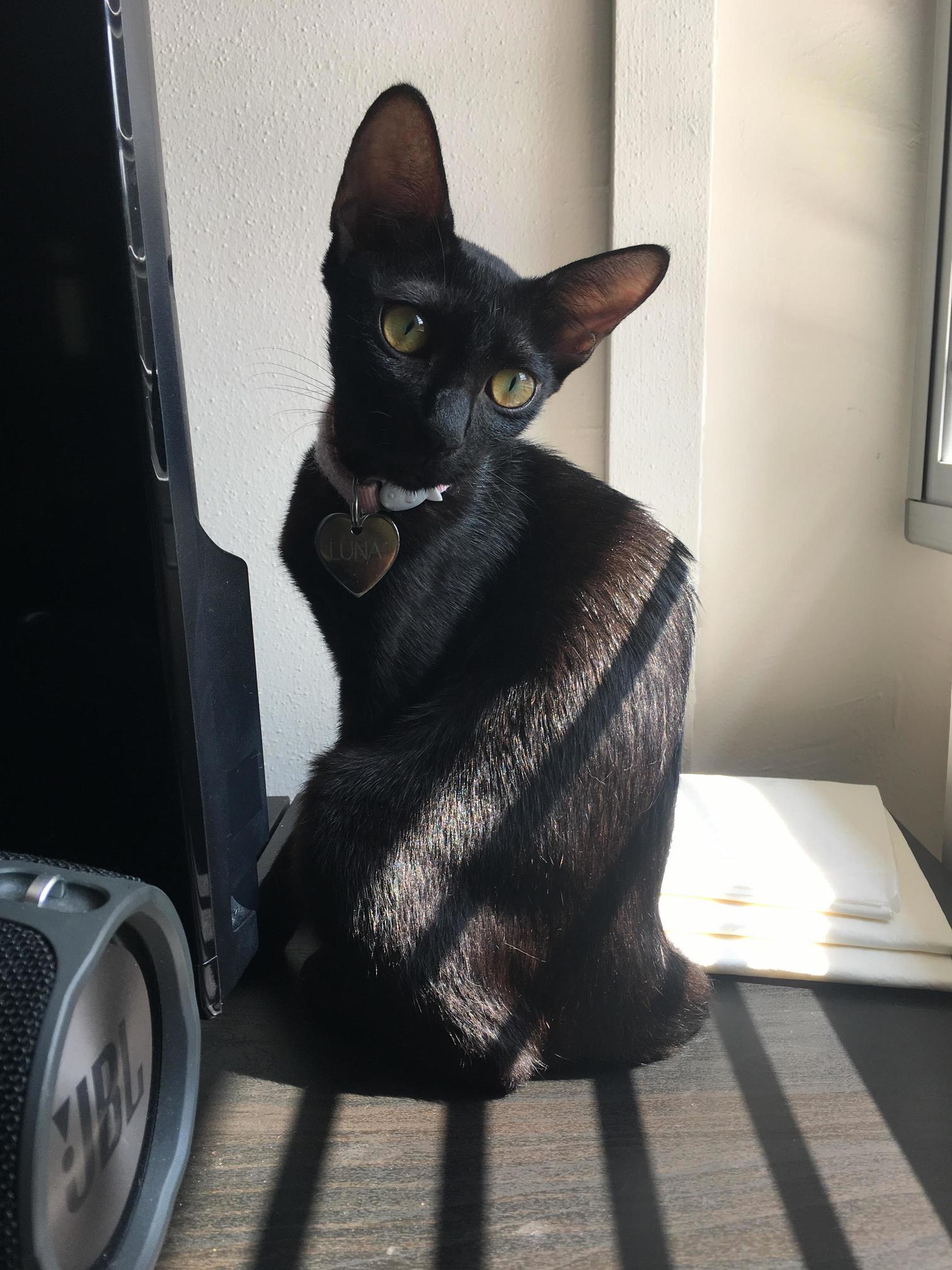 Luna Survived a Pregnancy When She Was Just 5 Months Old All Her Babies Are Well to Be Clear No One Suspected That She Was Pregnant When We Adopted Her.