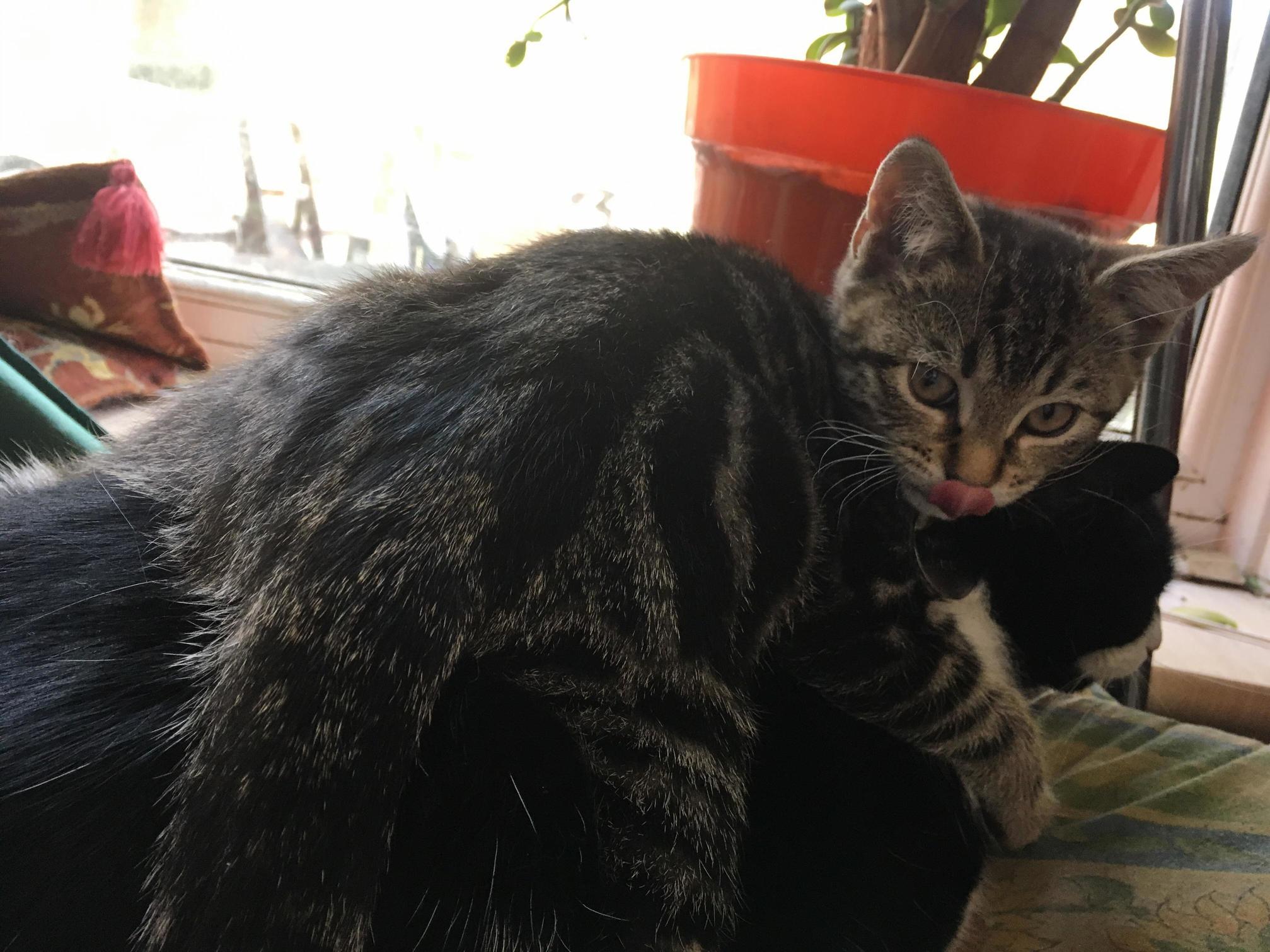 Luna the Kitten Is Now Acting As a Blanket for Roxy the Cat Despite Roxy Not Wanting a Kitten Blanket.