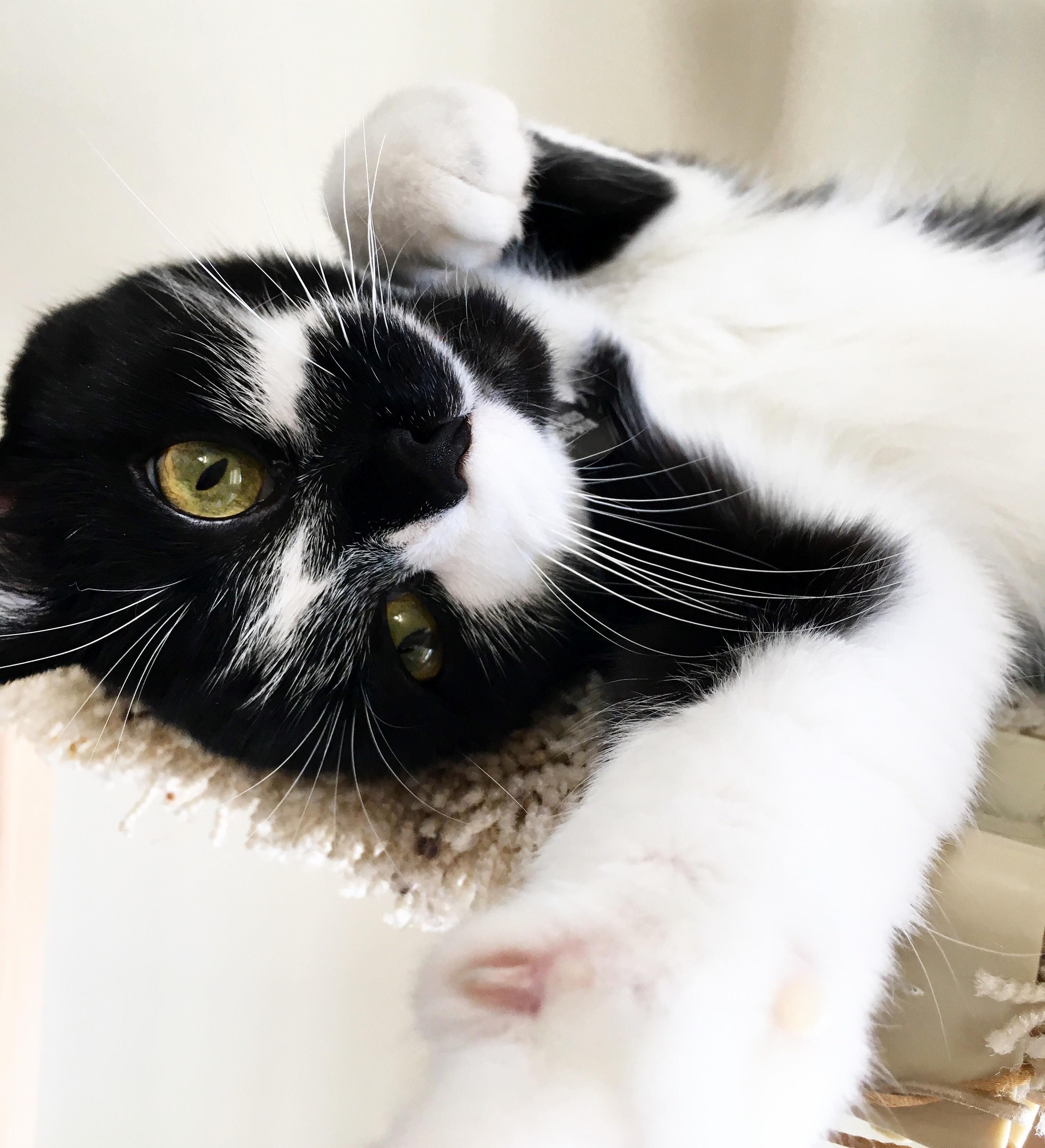 Luna the Most Photogenic Kitty Cat.