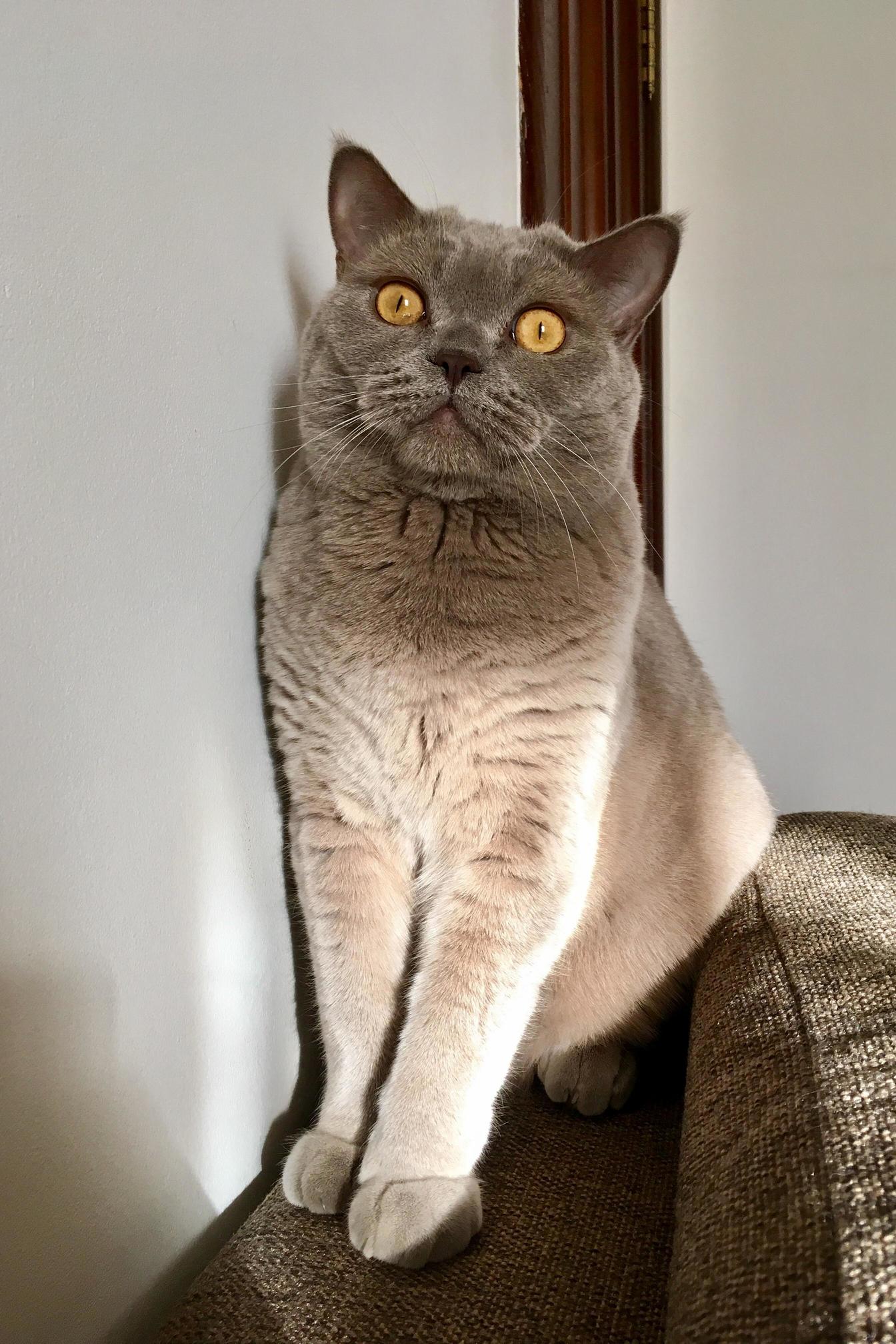 Majestic Vassily