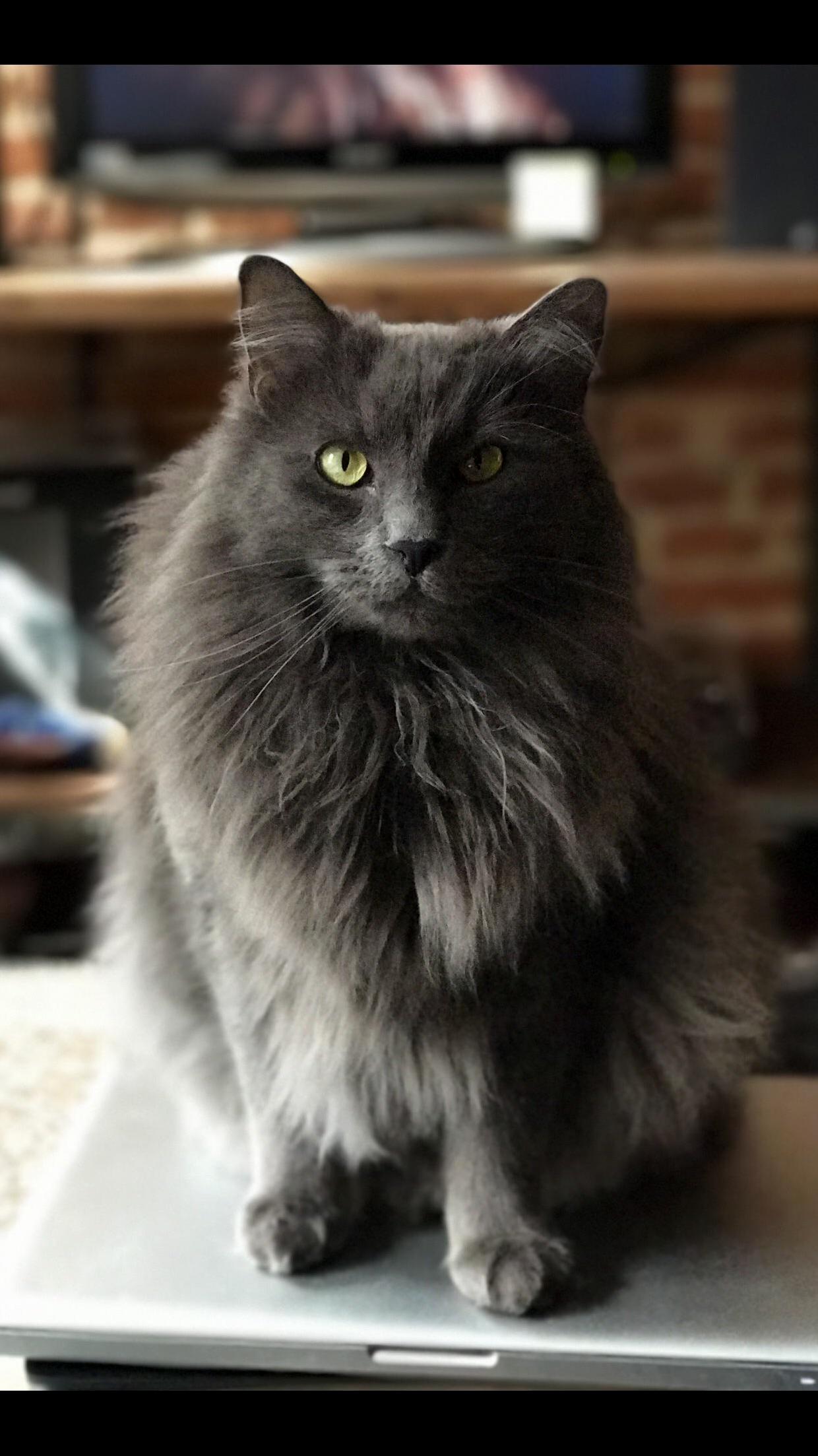 Majestic