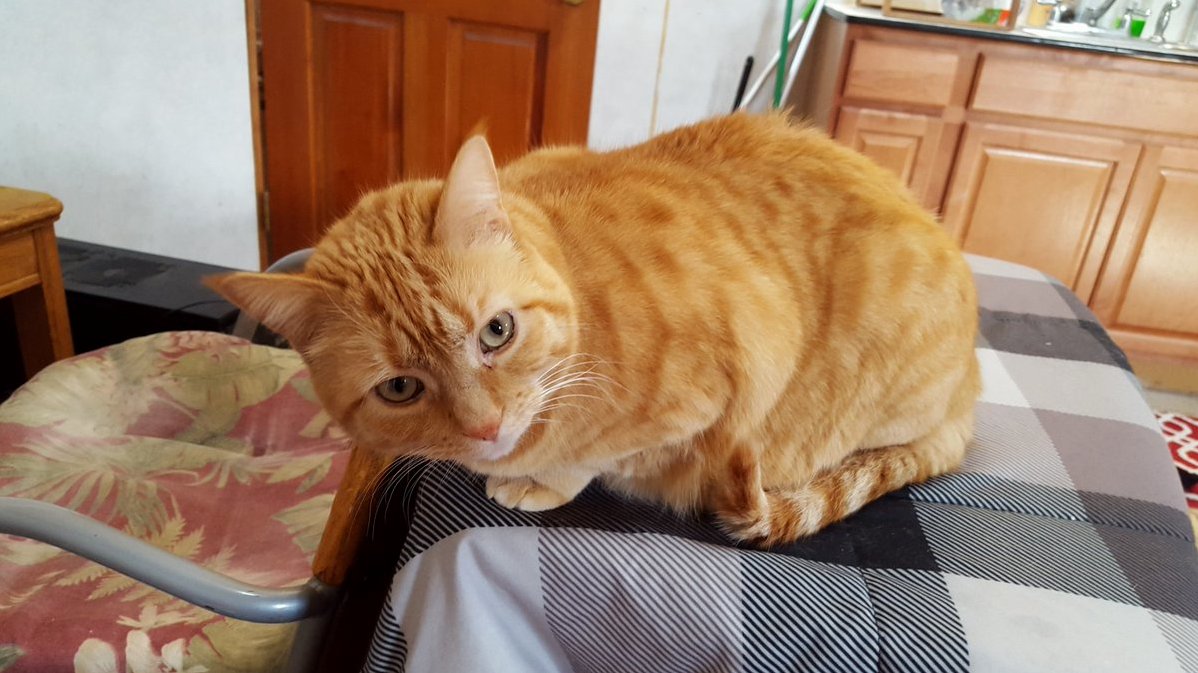 Mango Is Extra Orange with Certain Lighting