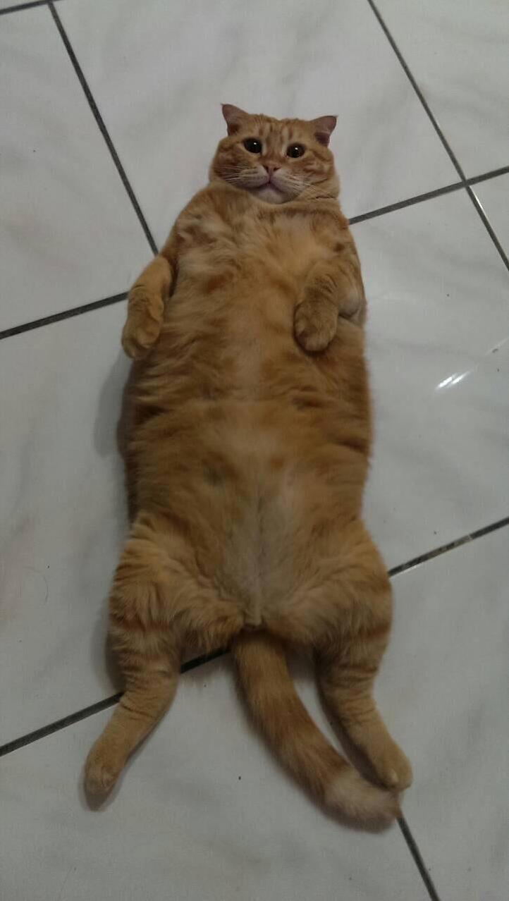 Mango Is Fat