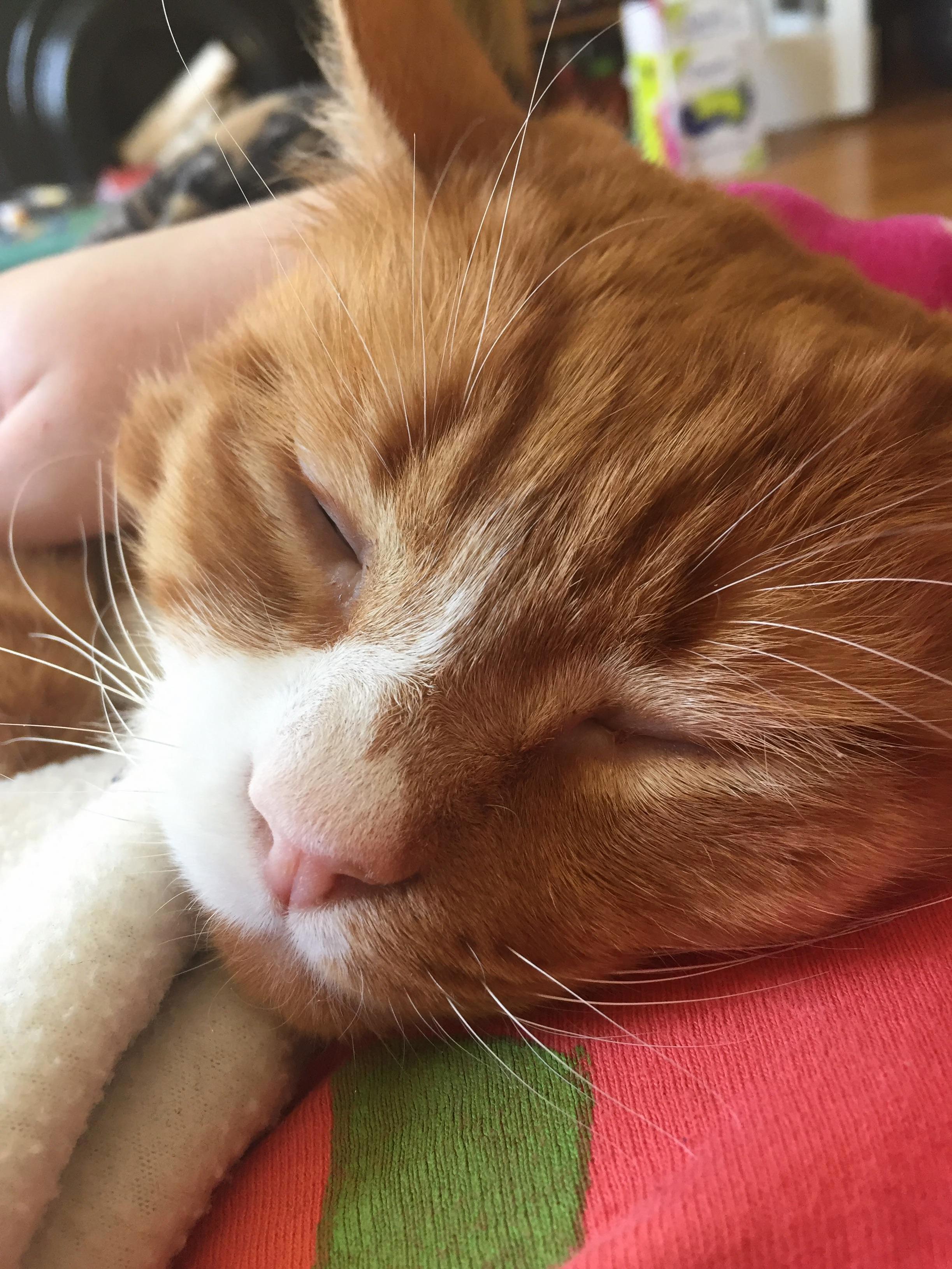 Maple Is a Very Good Cuddle Buddy