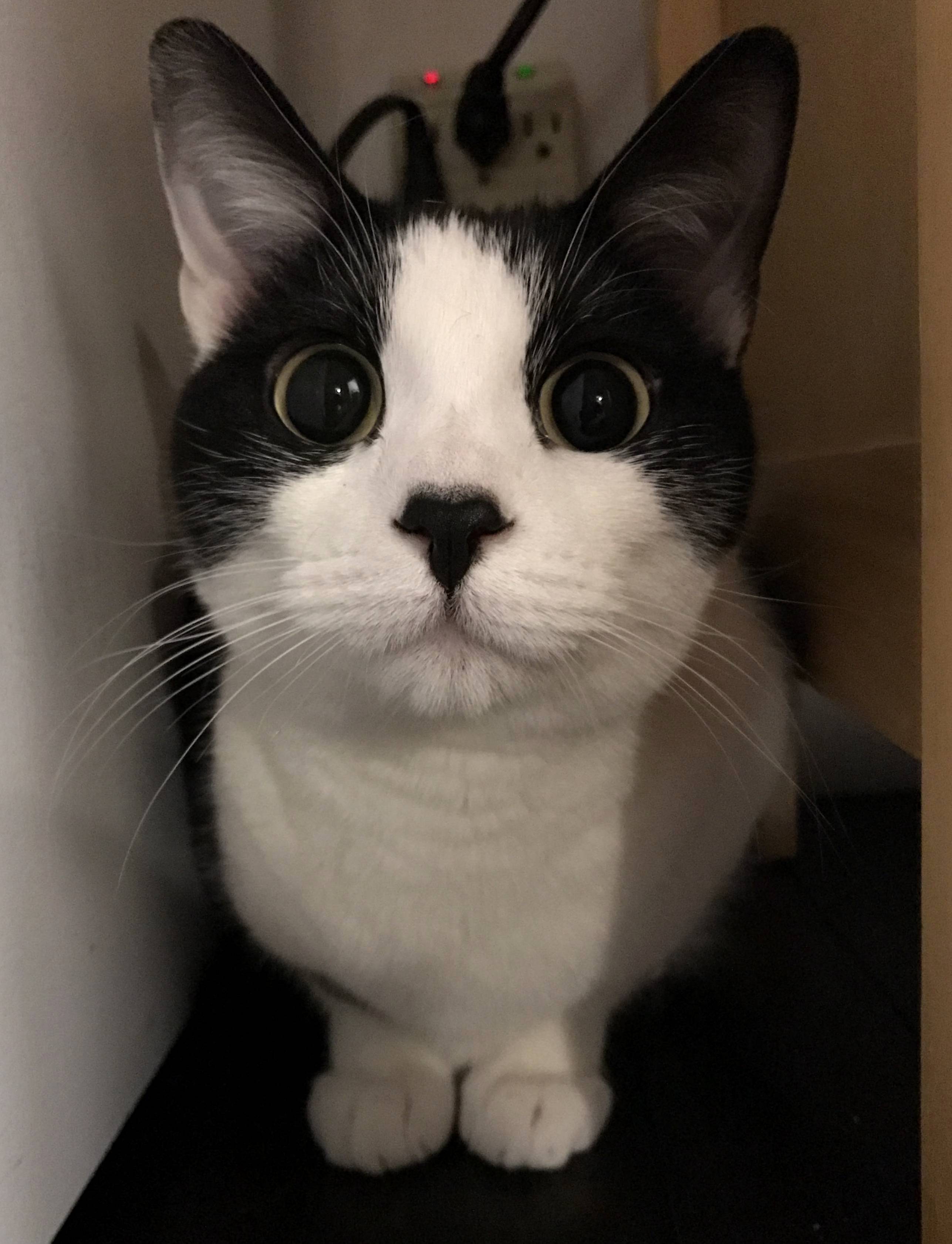 Marble Eyes.