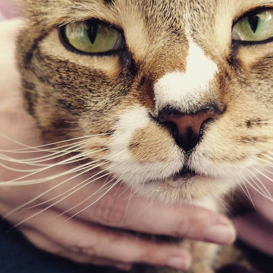 Marzipan Drools to Let You Know Shes Pleased with You -