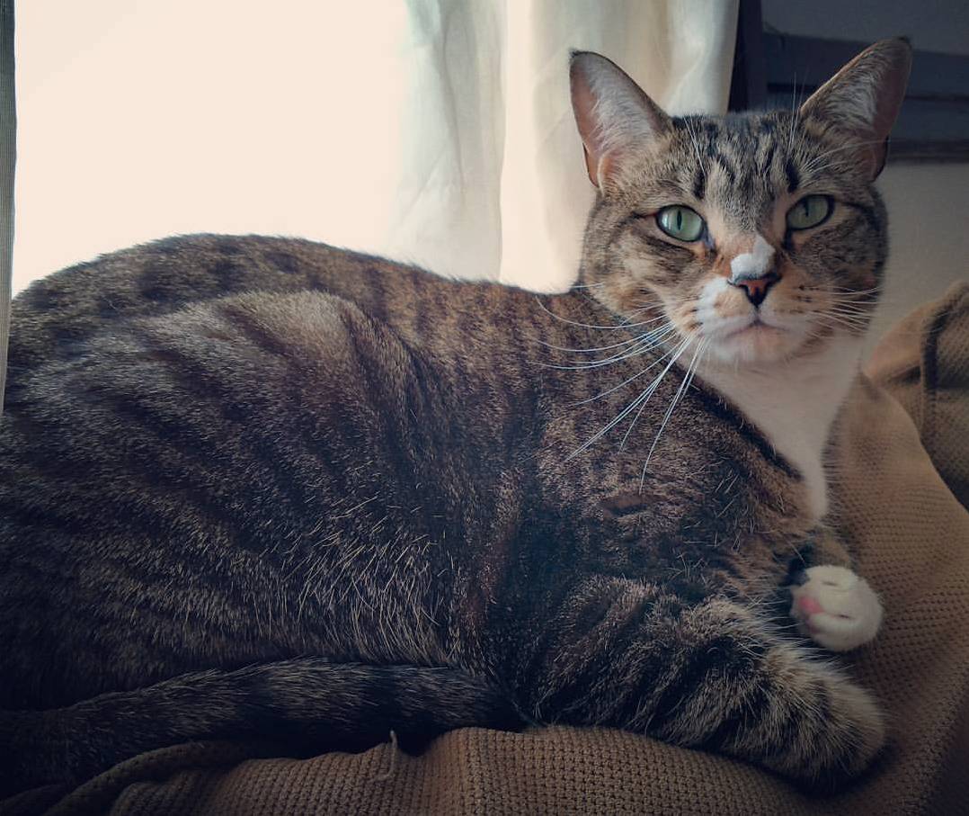 Marzipan Looking Regal