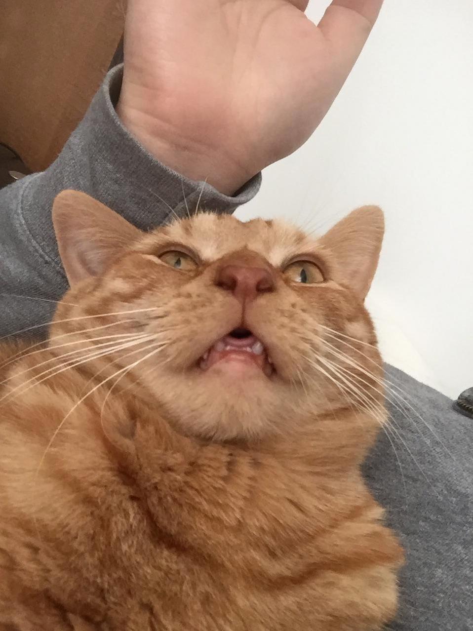 Max Looks Like Hes Mid-sneeze but This Is Just His Natural Derpy Face.