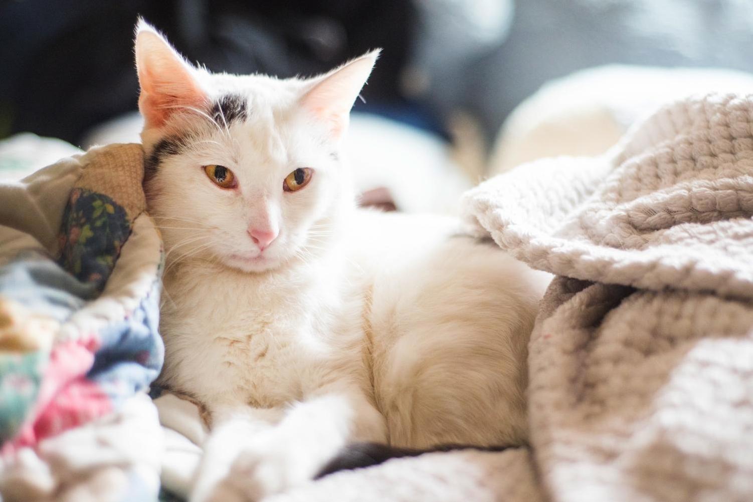 Mayo Is Under the Weather So We Surrounded Her with Quilts