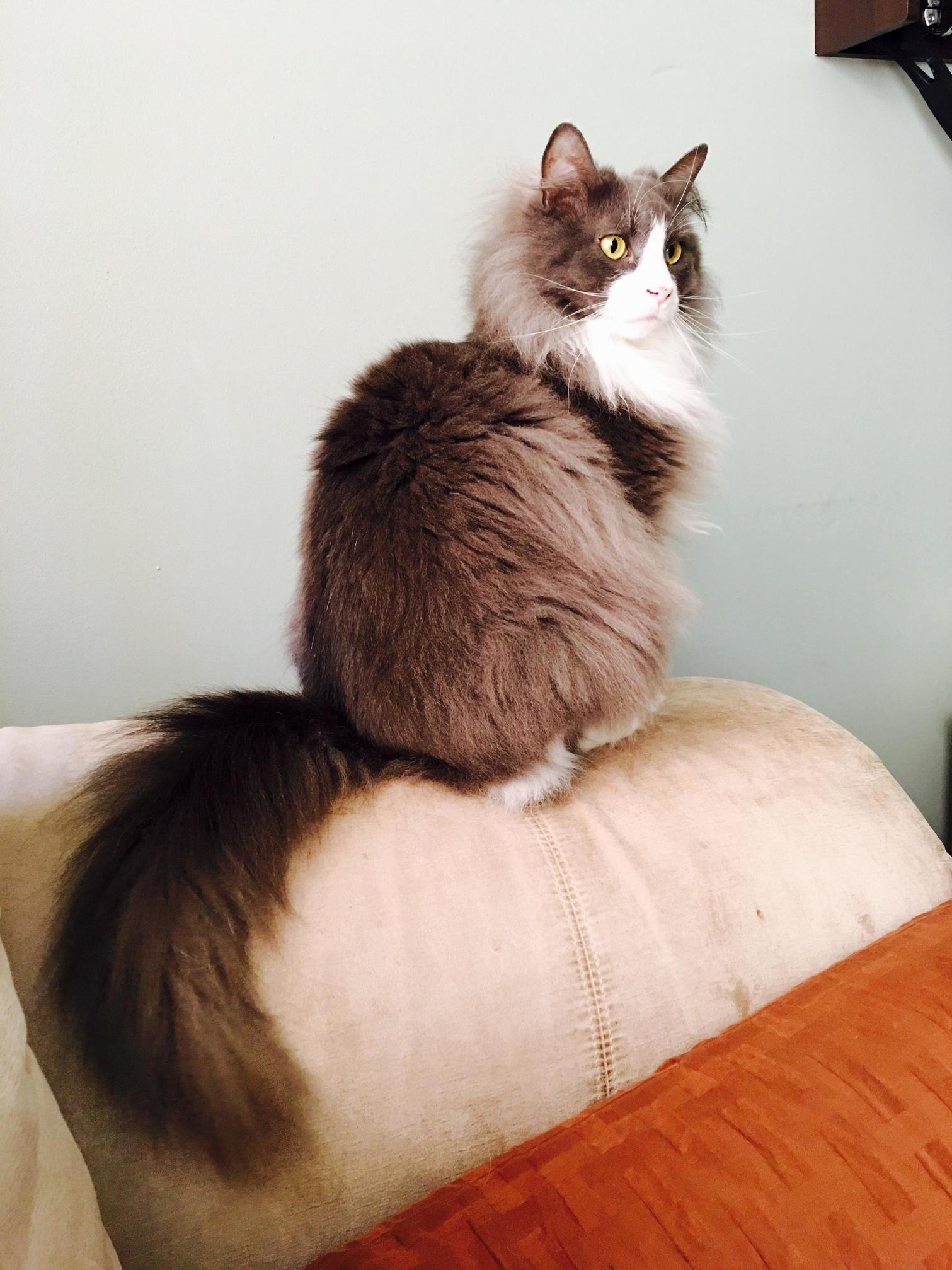 Mayor Milo Is Looking Extra Floofy Today.