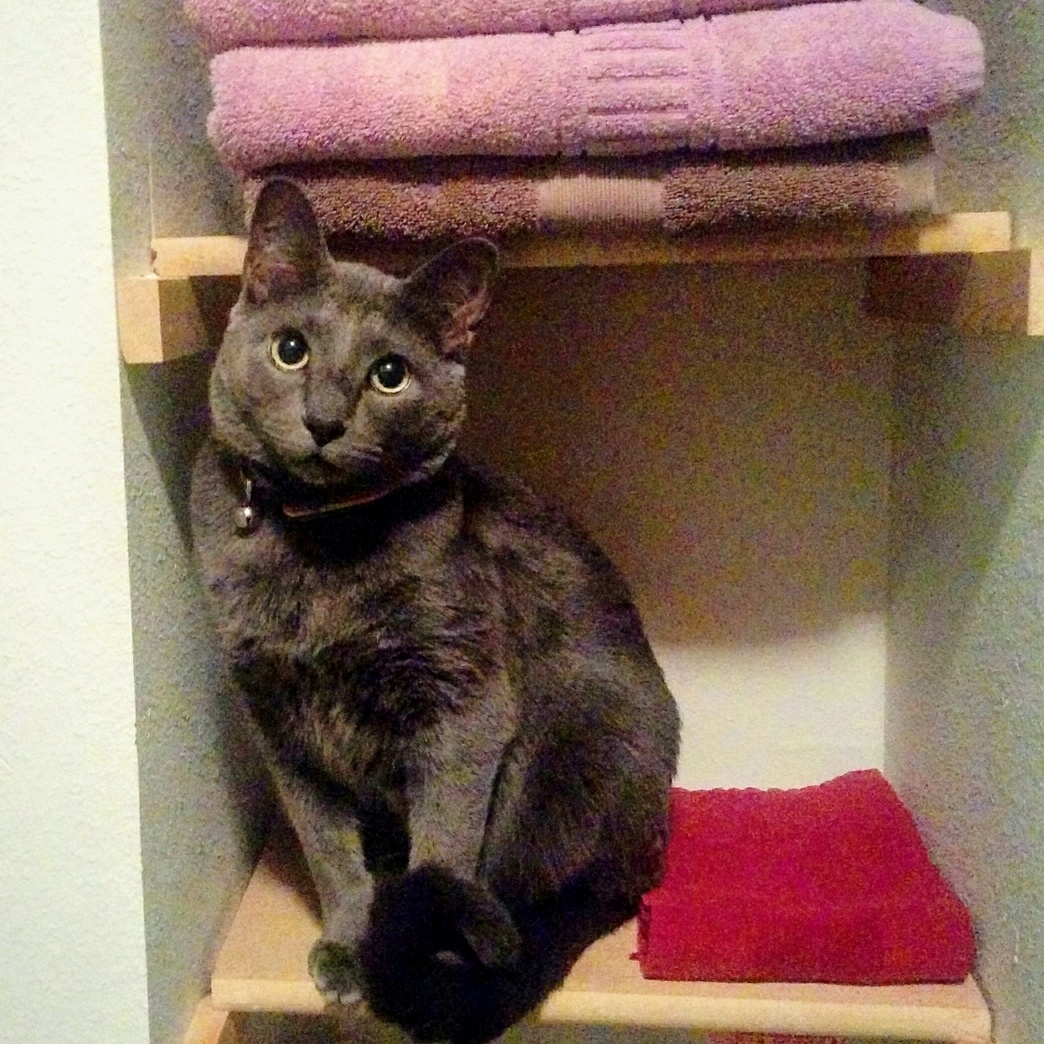 Measly Im Too Adorable to Be in Trouble.