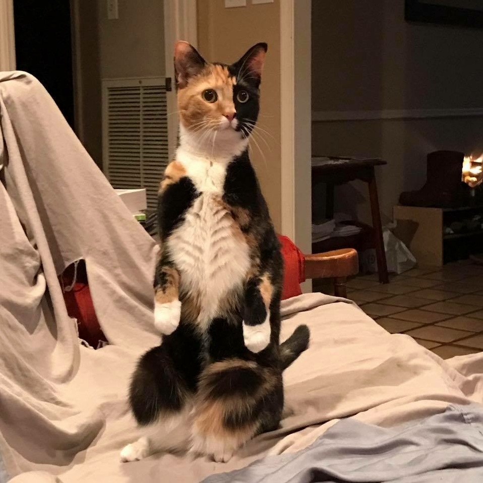 Meercat