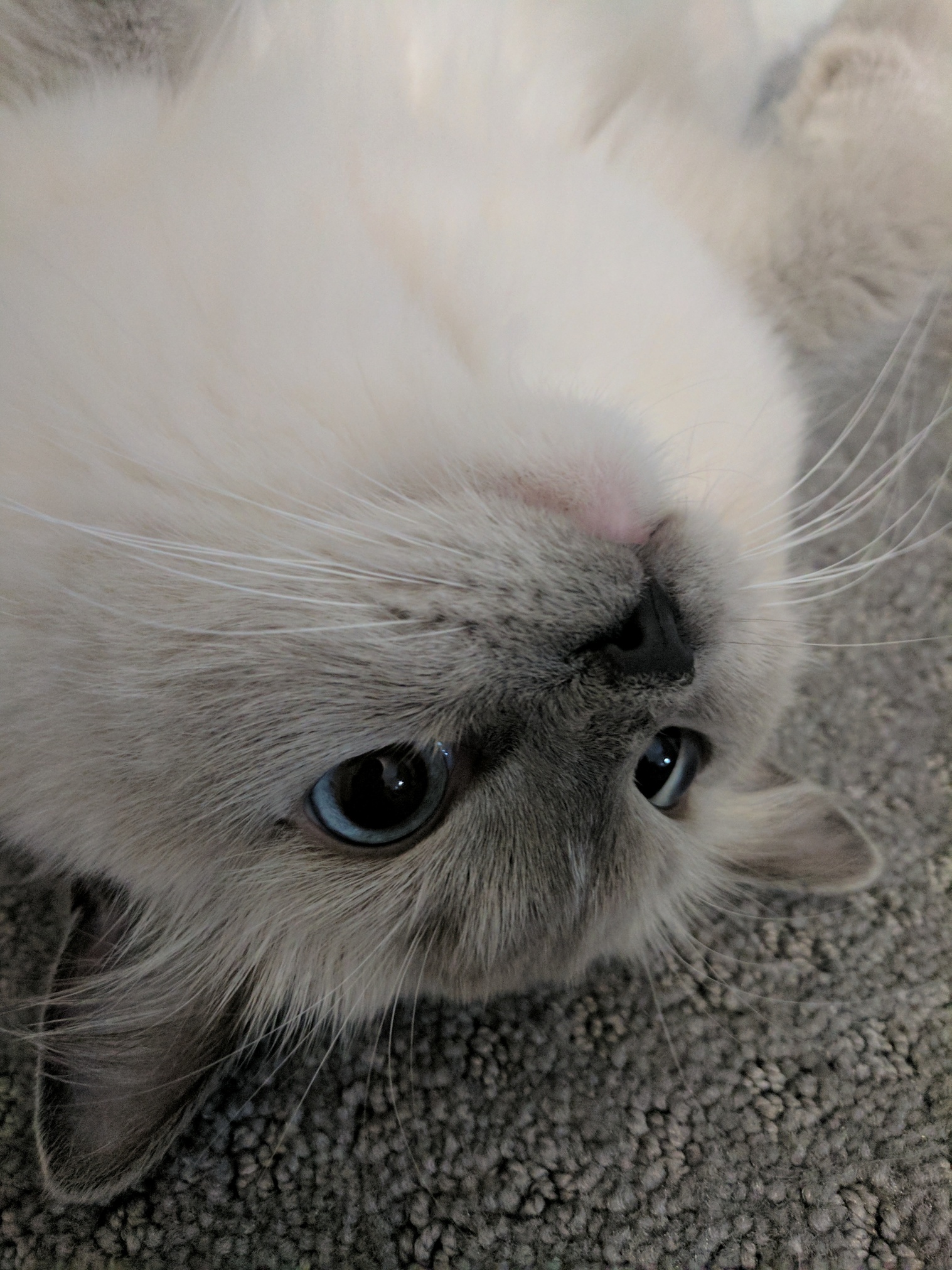 Meet Ciel