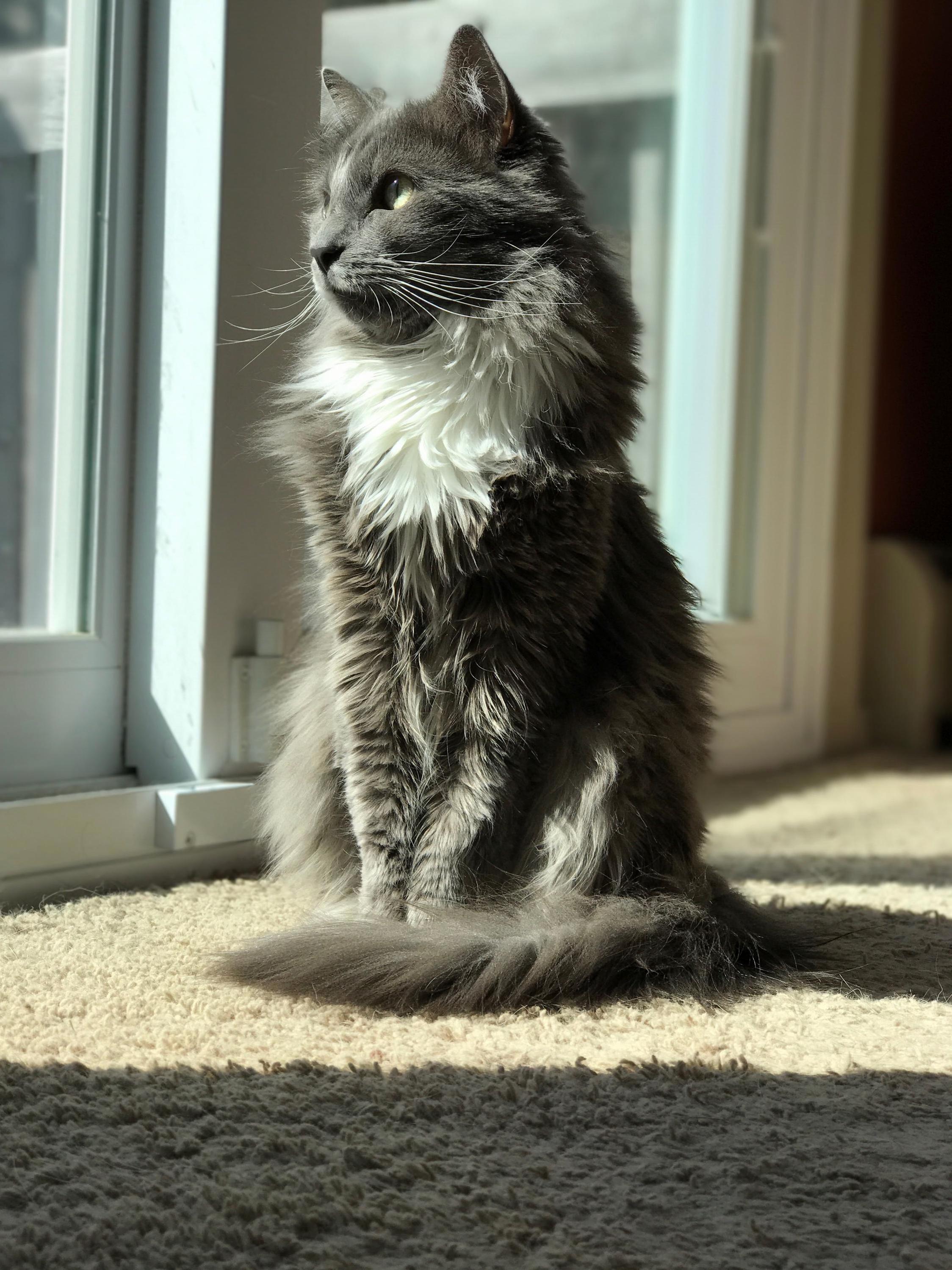 Meet Edgar Allan Paw
