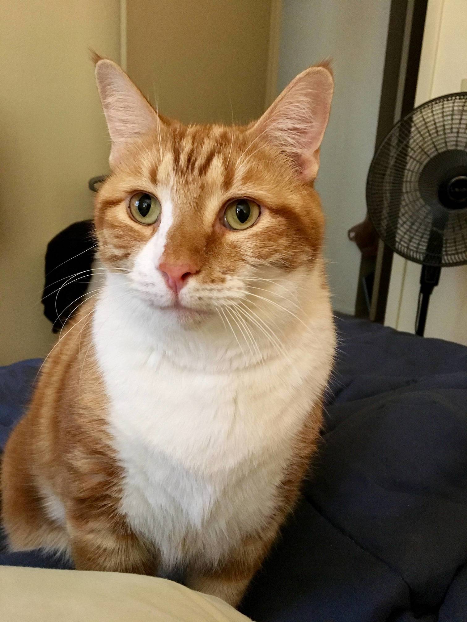 Meet Hobbes