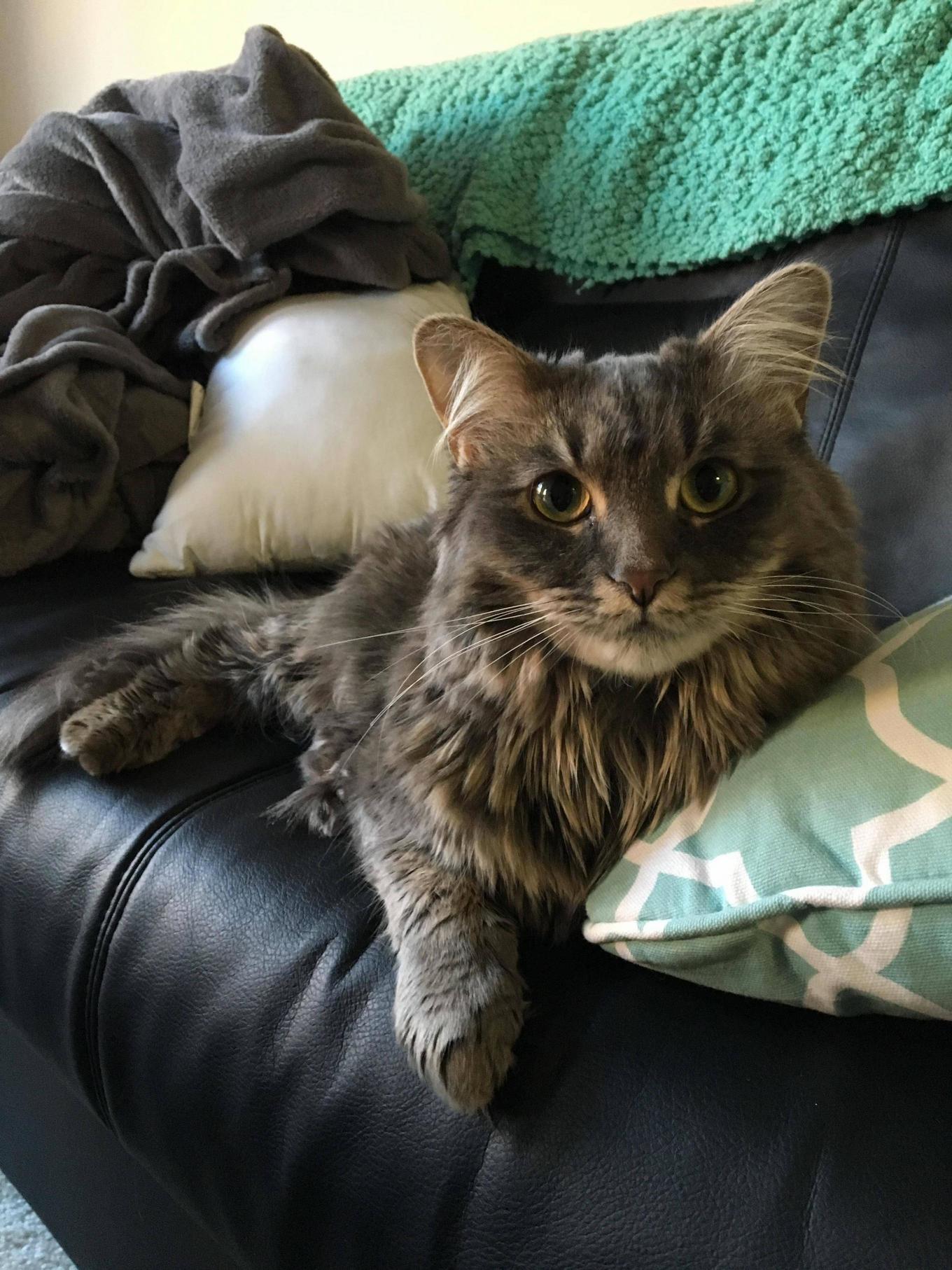 Meet Luna the Reached Princess