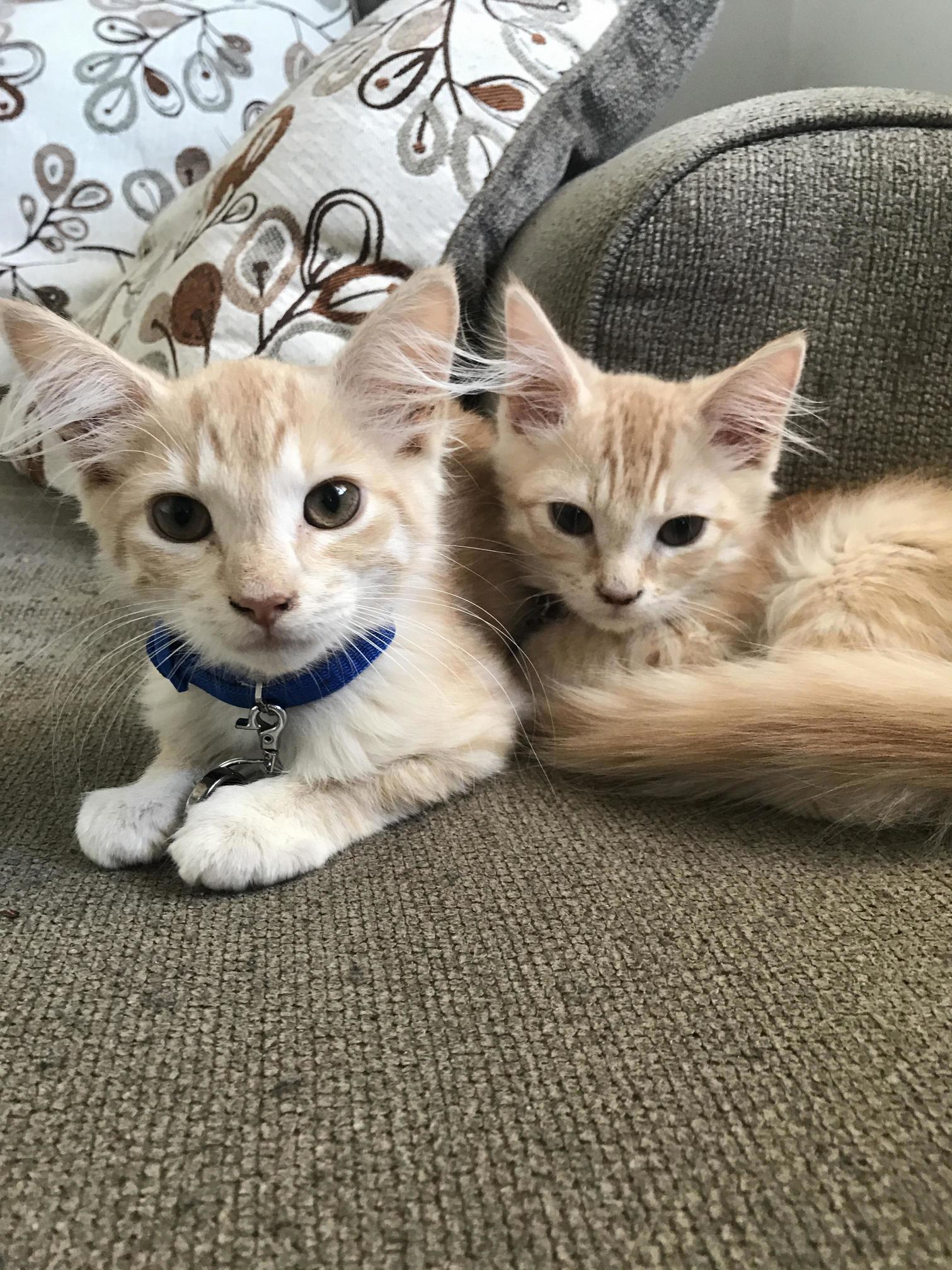 Meet Moose and Nibbler. Rescued from the Pensacola Humane Society
