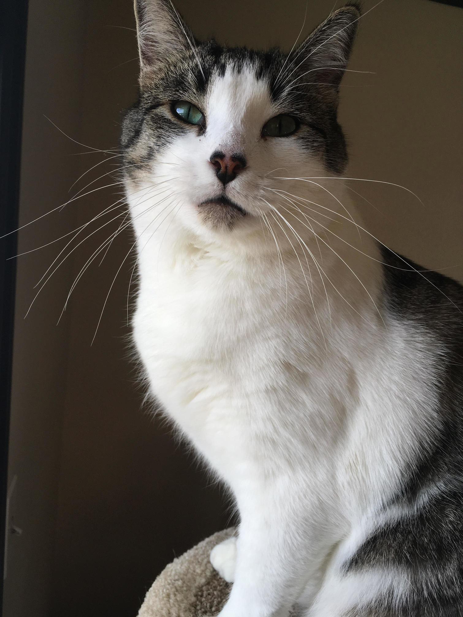 Meet Munch One of My Rescue Kitties Who Has a Heart Nose