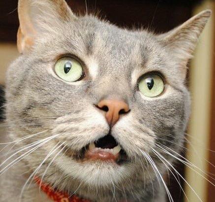 Meet My 13 Year Old the Big Kitty aka Admiral Fluffybottom