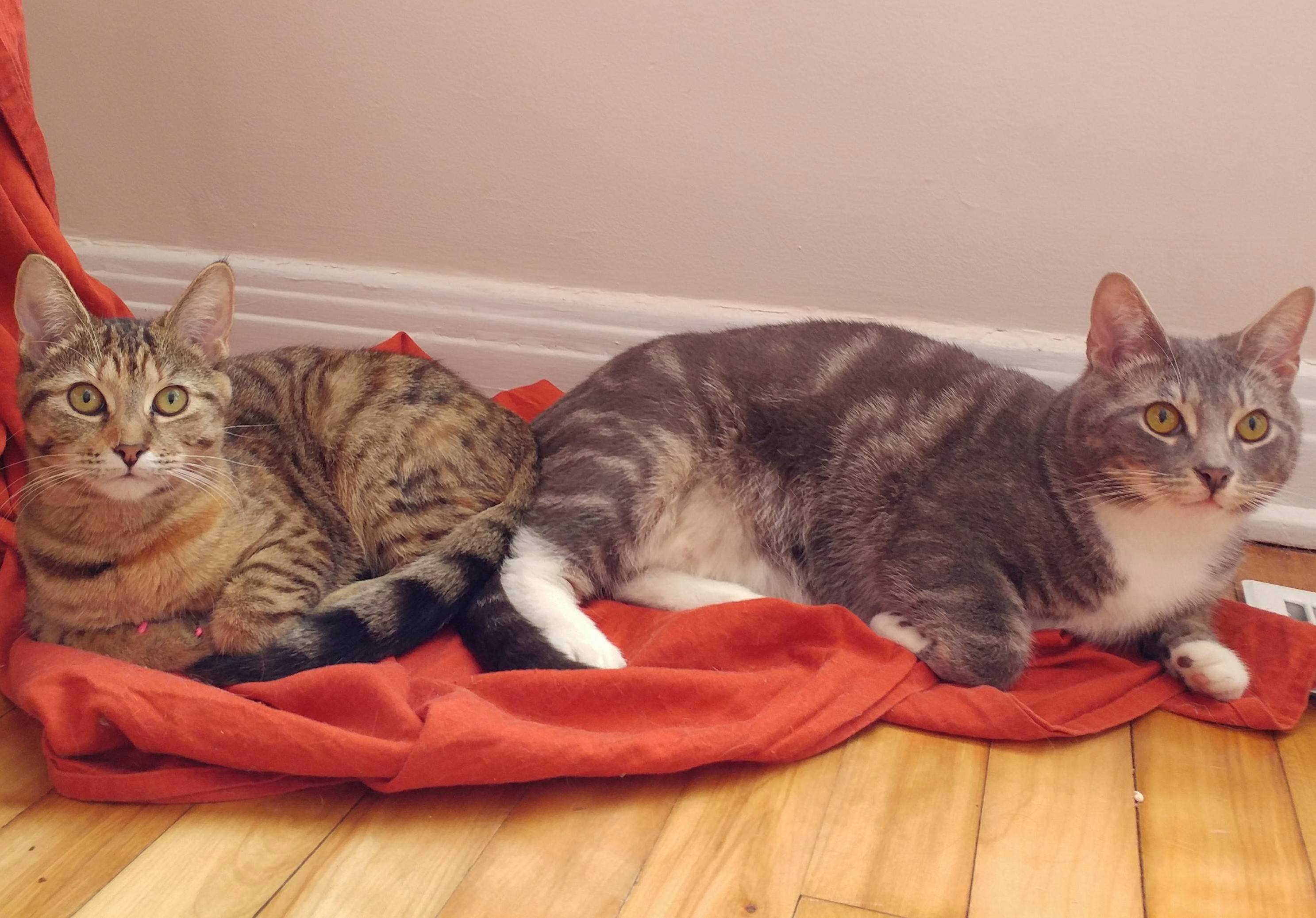 Meet My 2 Furr Babies Timbit Left Willis Right
