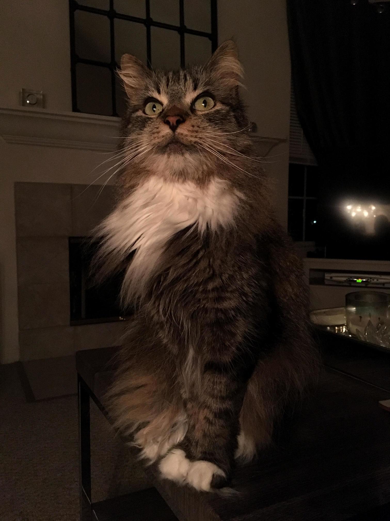 Meet My Little Maine Coon Mix Hedwig