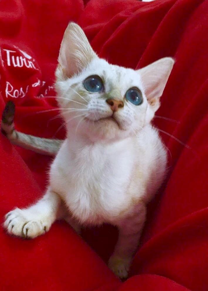 Meet My Little Rescue Album and Story in Comments -