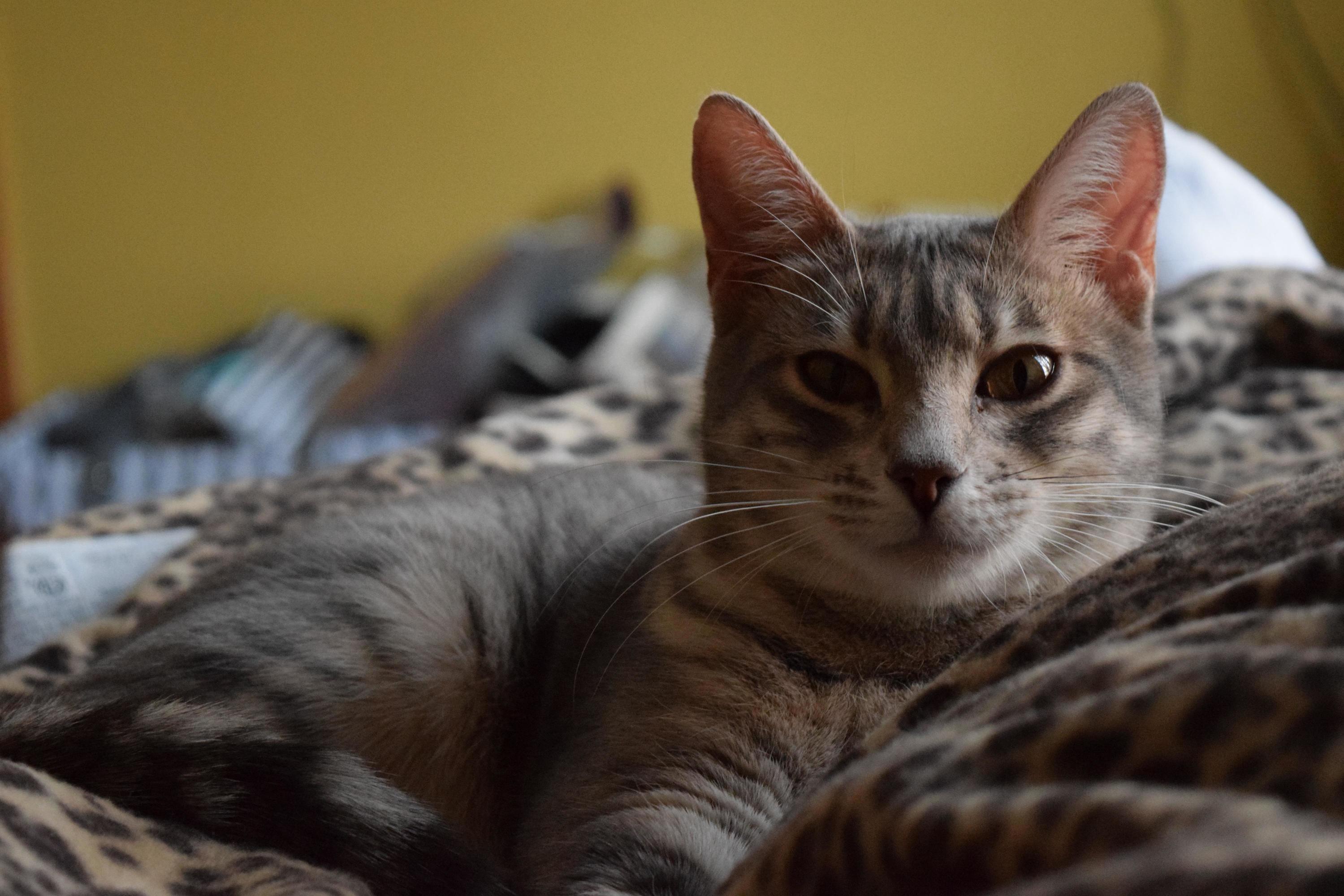 Meet Nova. Our Baby Bengal.