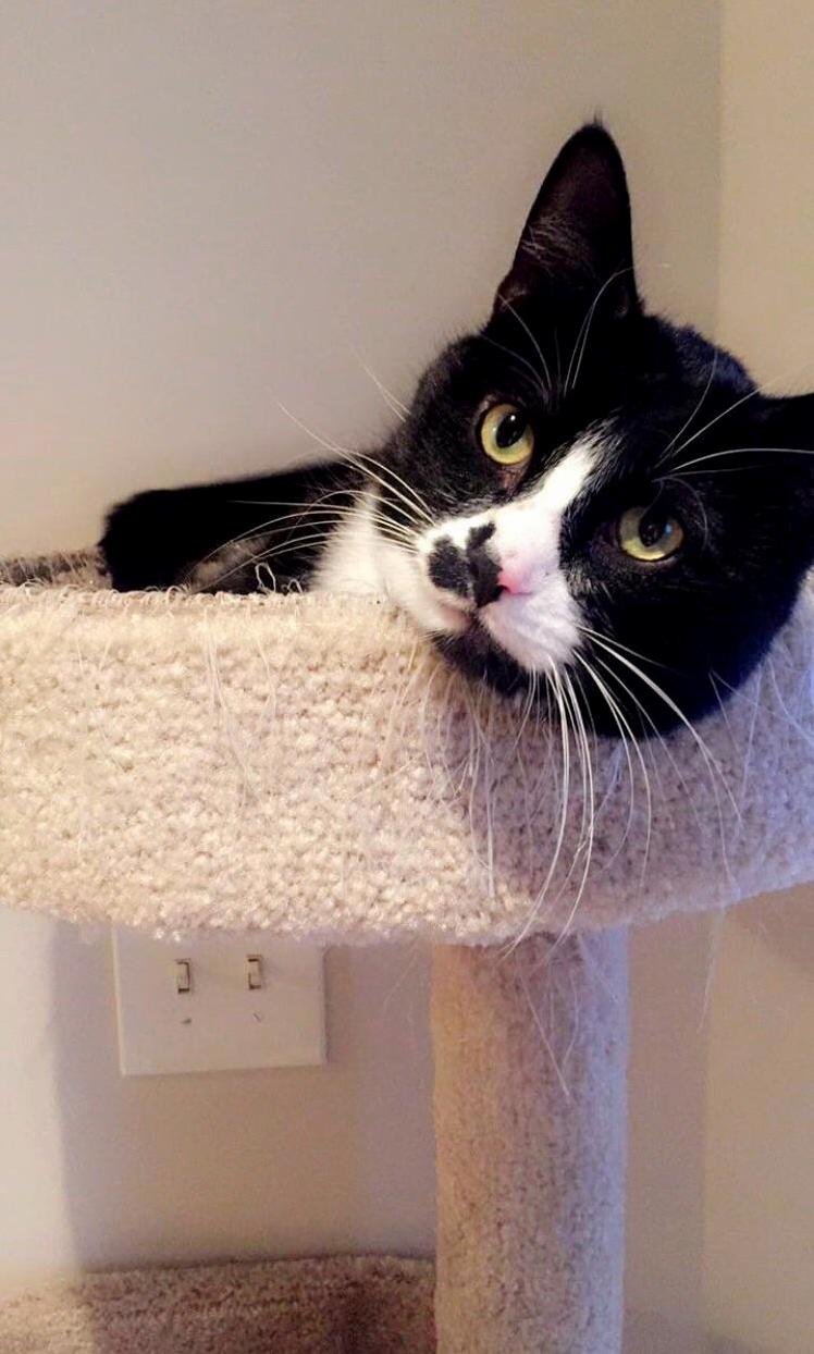 Meet Paws the Newest Addition to My Family